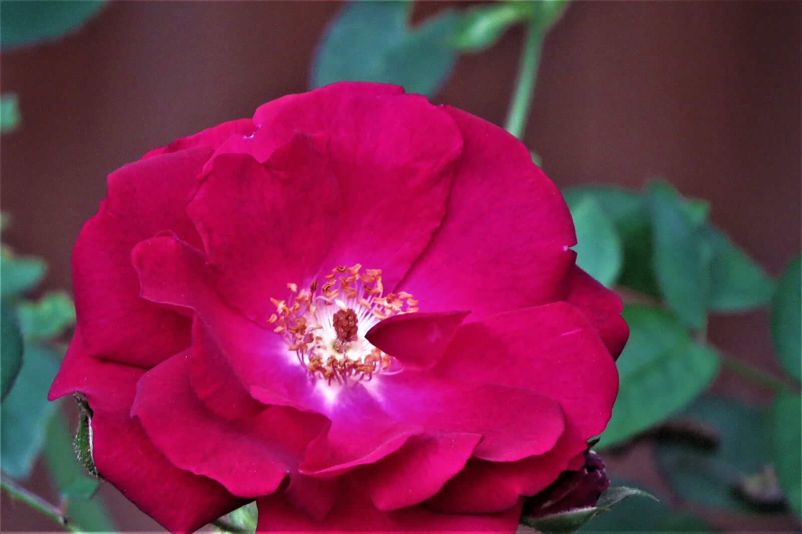 Canon PowerShot SX50 HS sample photo. Red, rose, blossom photography