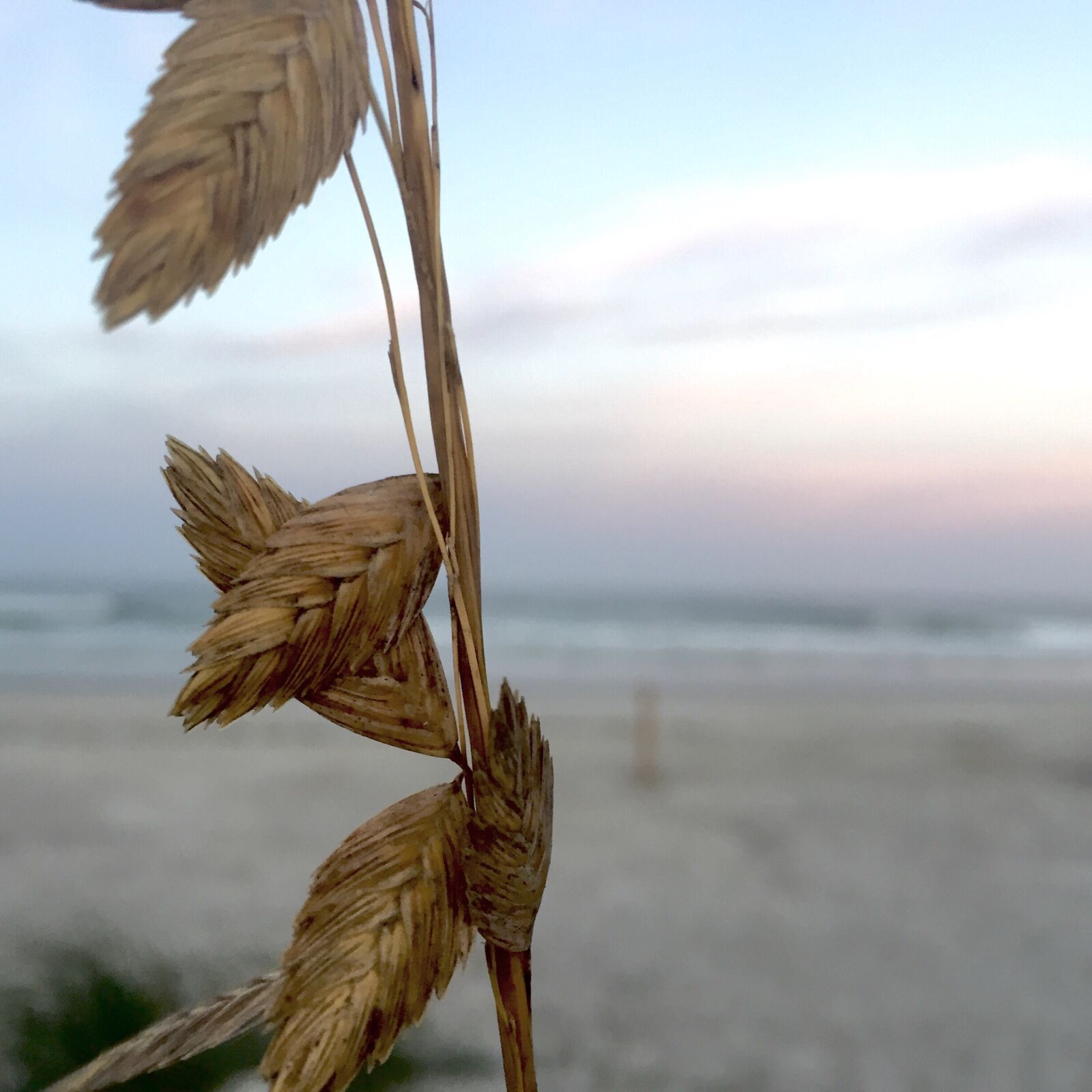 Apple iPhone 6 sample photo. Beach, defocused, focus photography