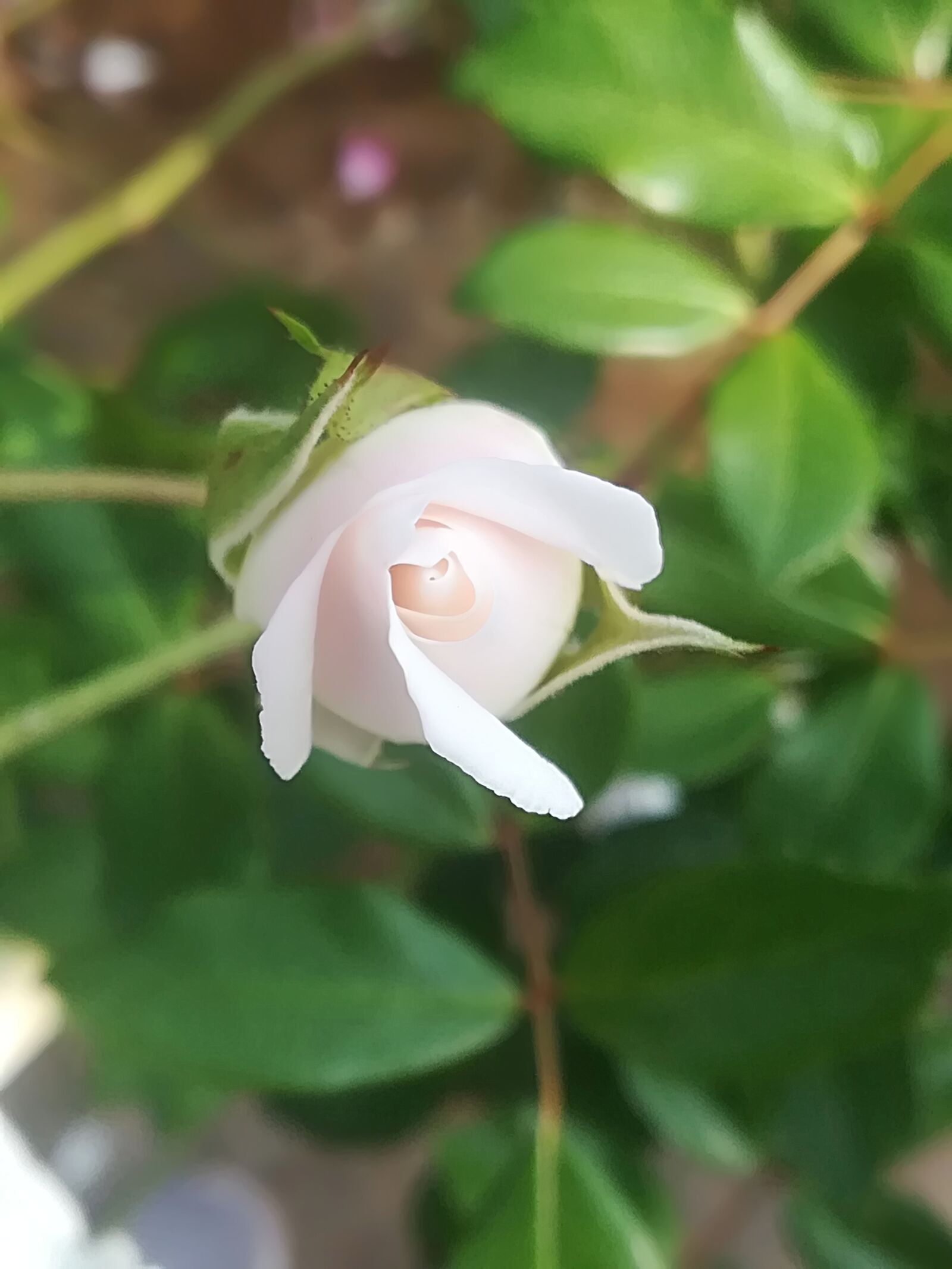 HUAWEI P10 lite sample photo. Leaf, nature, flora photography