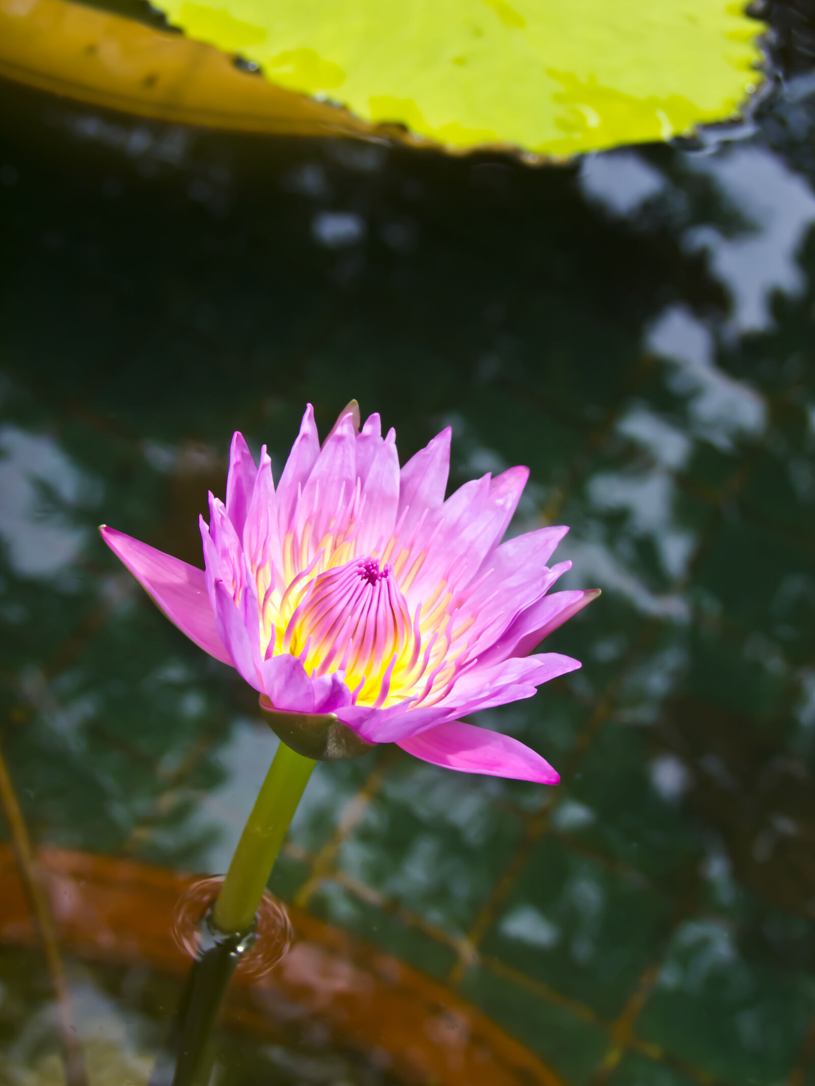 FujiFilm FinePix S200EXR (FinePix S205EXR) sample photo