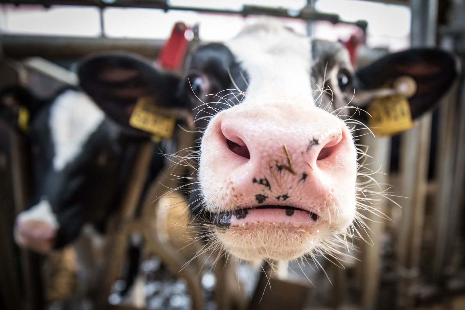 Nikon D750 sample photo. Milk cow, cow, beef photography