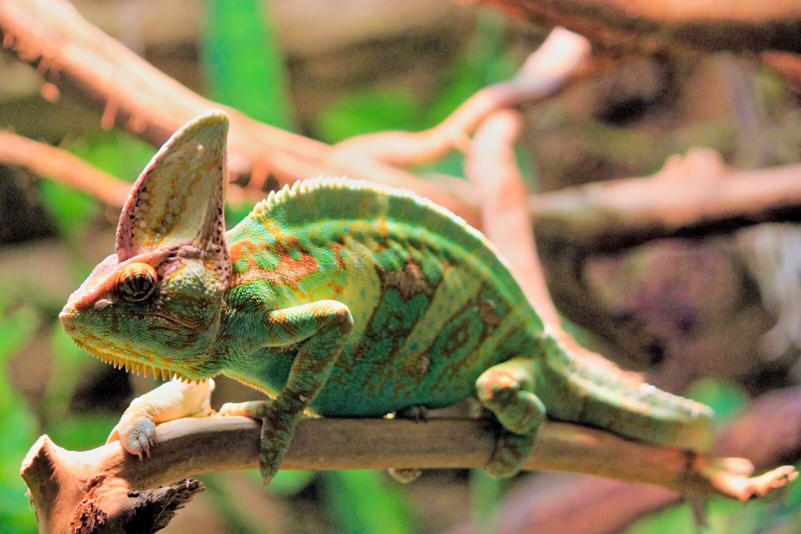Canon EOS 550D (EOS Rebel T2i / EOS Kiss X4) sample photo. Chameleon, lizard, reptile photography
