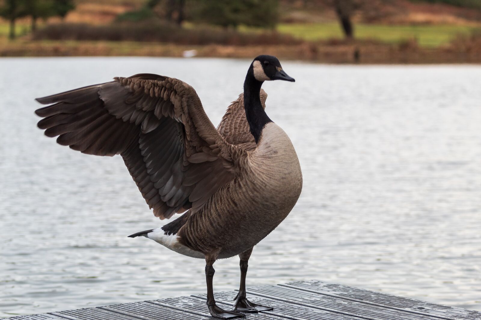 Canon EF 70-200mm F4L USM sample photo. Goose, canada, wing photography