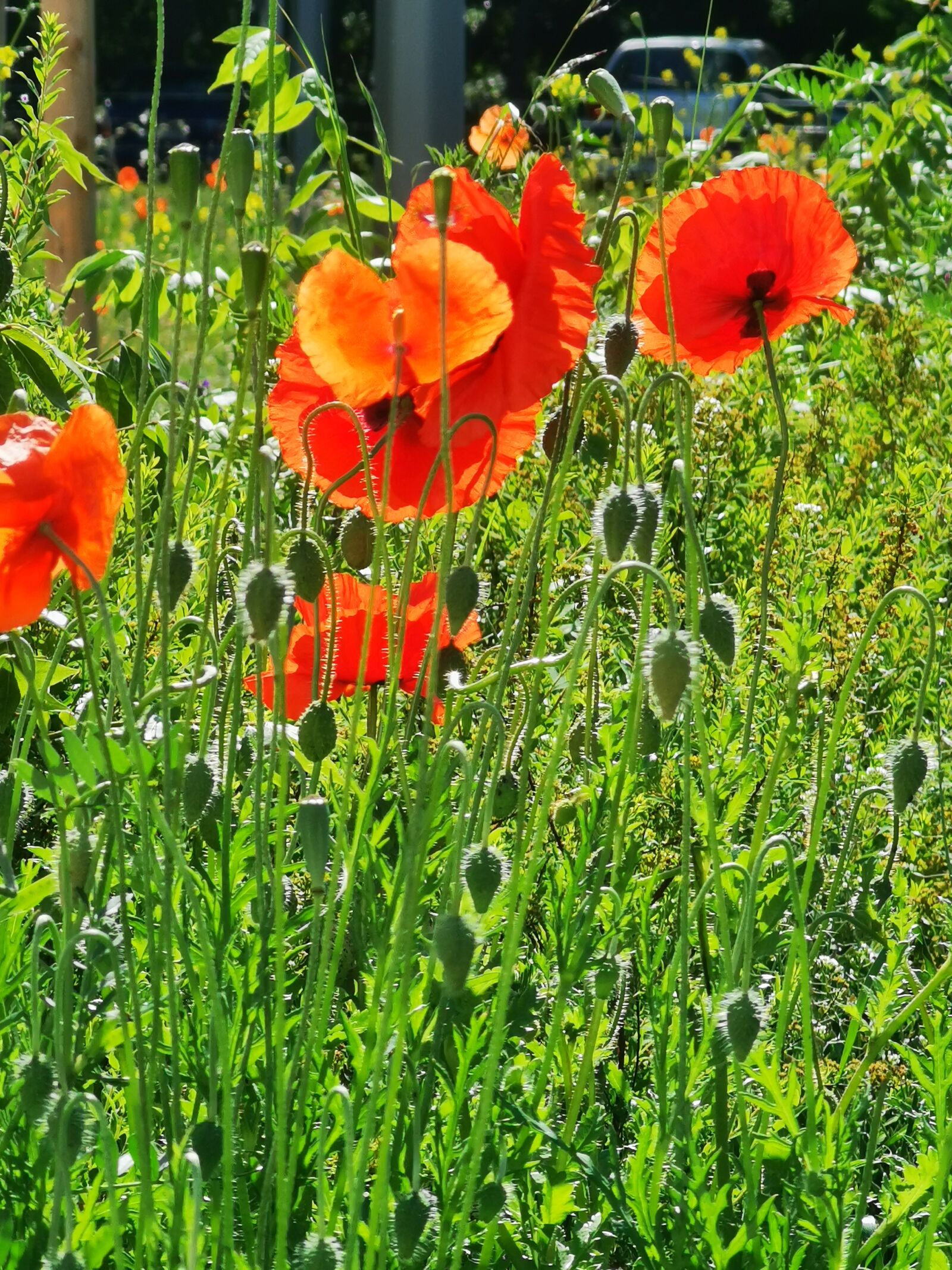 HUAWEI P30 Pro sample photo. Poppy, poppies, summer meadow photography