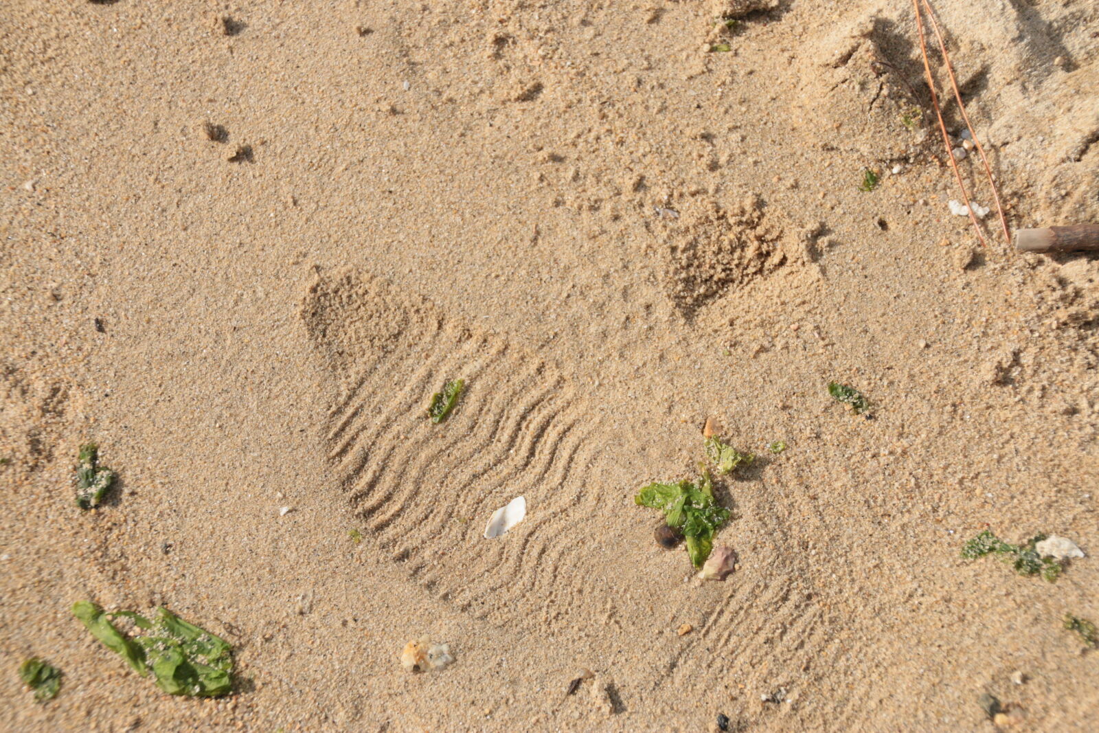 Tamron 18-270mm F3.5-6.3 Di II VC PZD sample photo. Beach, footprint, sand photography