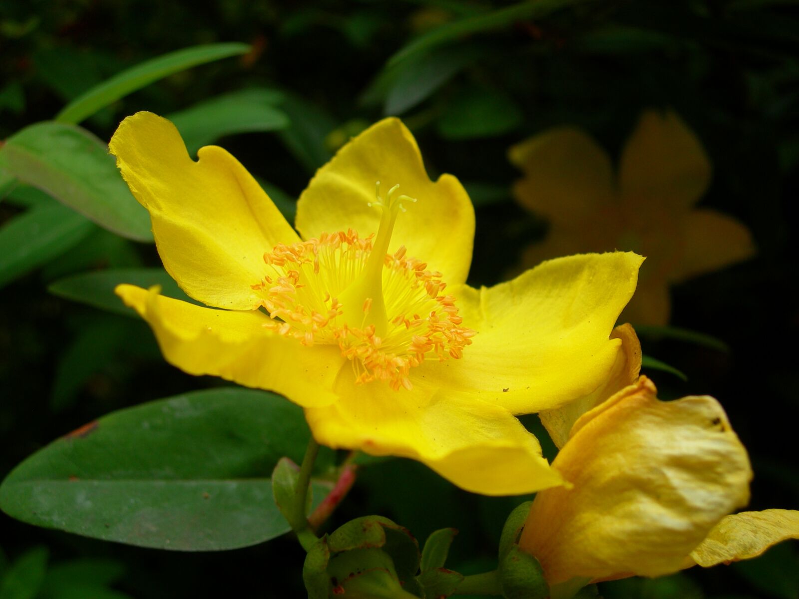 Nikon E7600 sample photo. Daffodil, flower, yellow photography