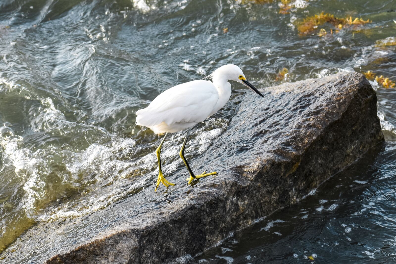 Nikon D5600 sample photo. Bird, egret, waterbird photography