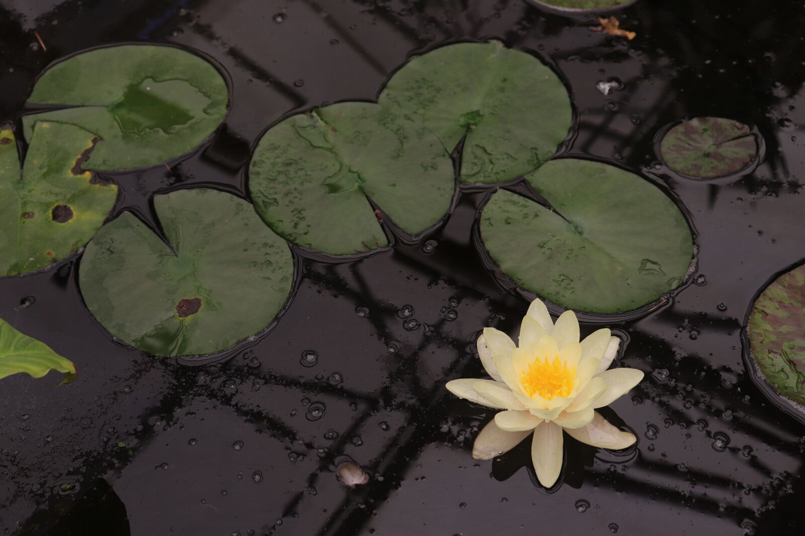 Canon EOS 200D (EOS Rebel SL2 / EOS Kiss X9) sample photo. Lotus, pond, nature photography