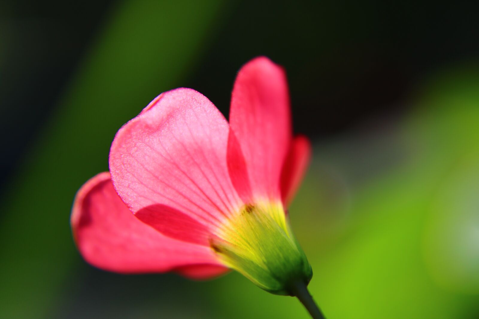 Canon EOS 2000D (EOS Rebel T7 / EOS Kiss X90 / EOS 1500D) sample photo. Oxalis, oxalis iron cross photography
