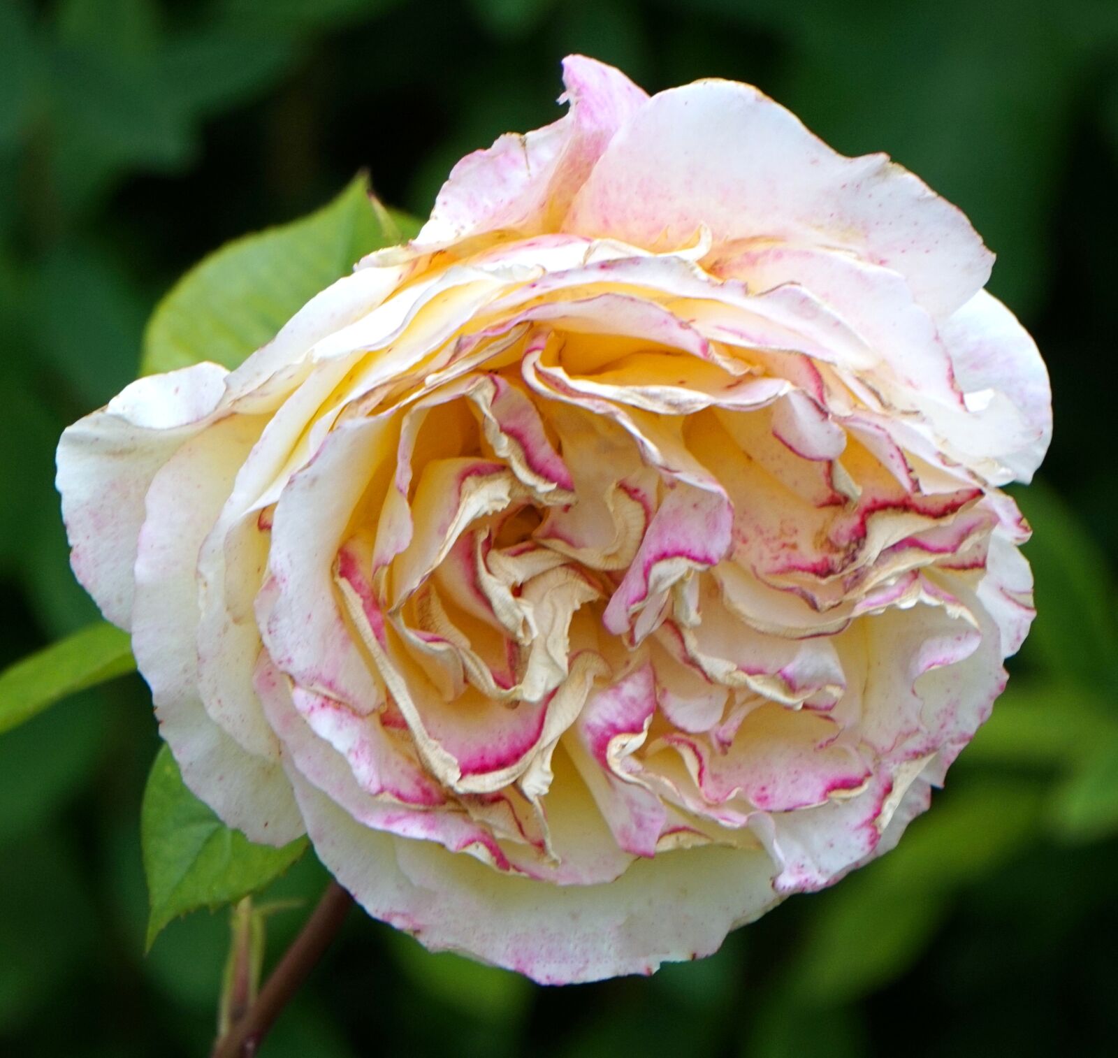 Sony Alpha a5000 (ILCE 5000) sample photo. Rose, blossom, bloom photography