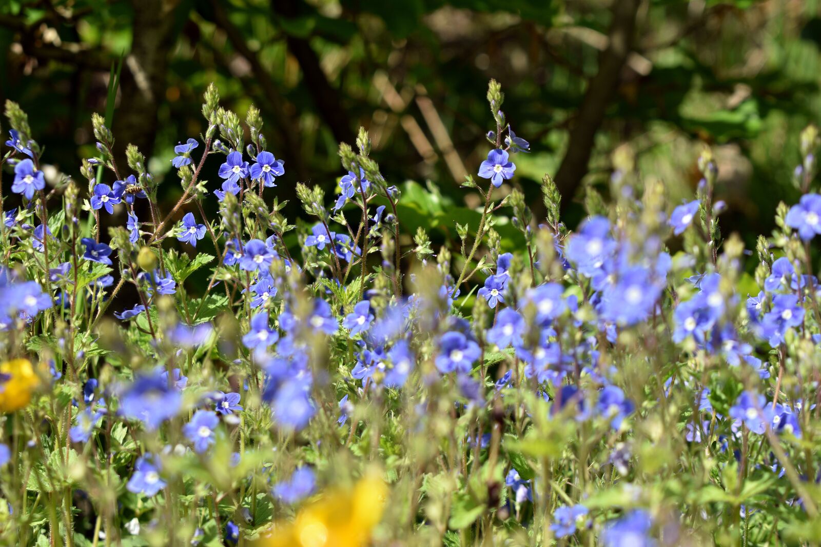 Nikon D3400 sample photo. Meadow, fields, flowers photography
