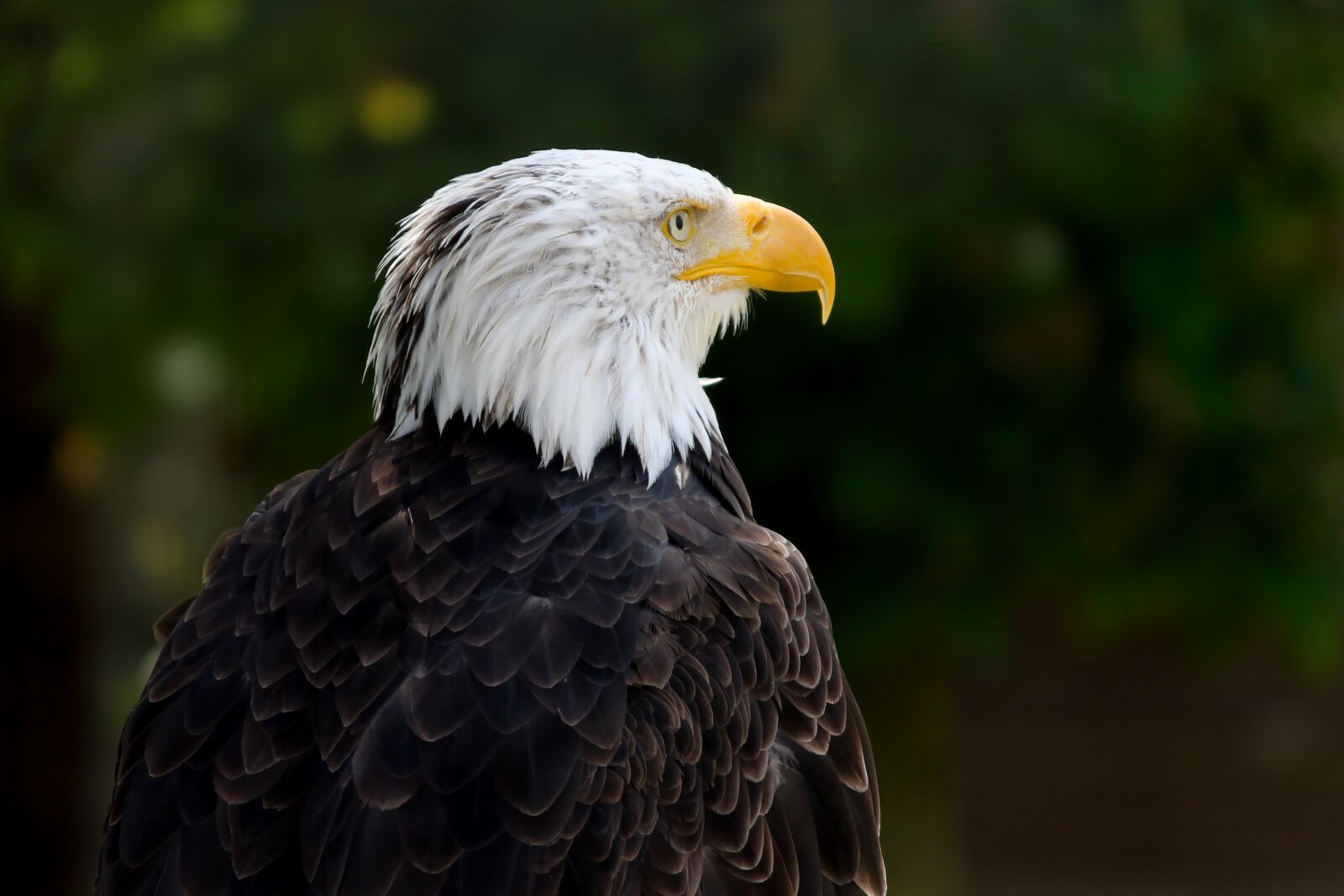 Canon EOS 1100D (EOS Rebel T3 / EOS Kiss X50) sample photo. Bald eagle, bird, haliaeetus photography