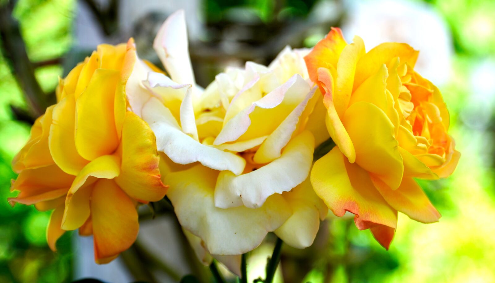 Sony E PZ 18-105mm F4 G OSS sample photo. Rose, blossom, bloom photography