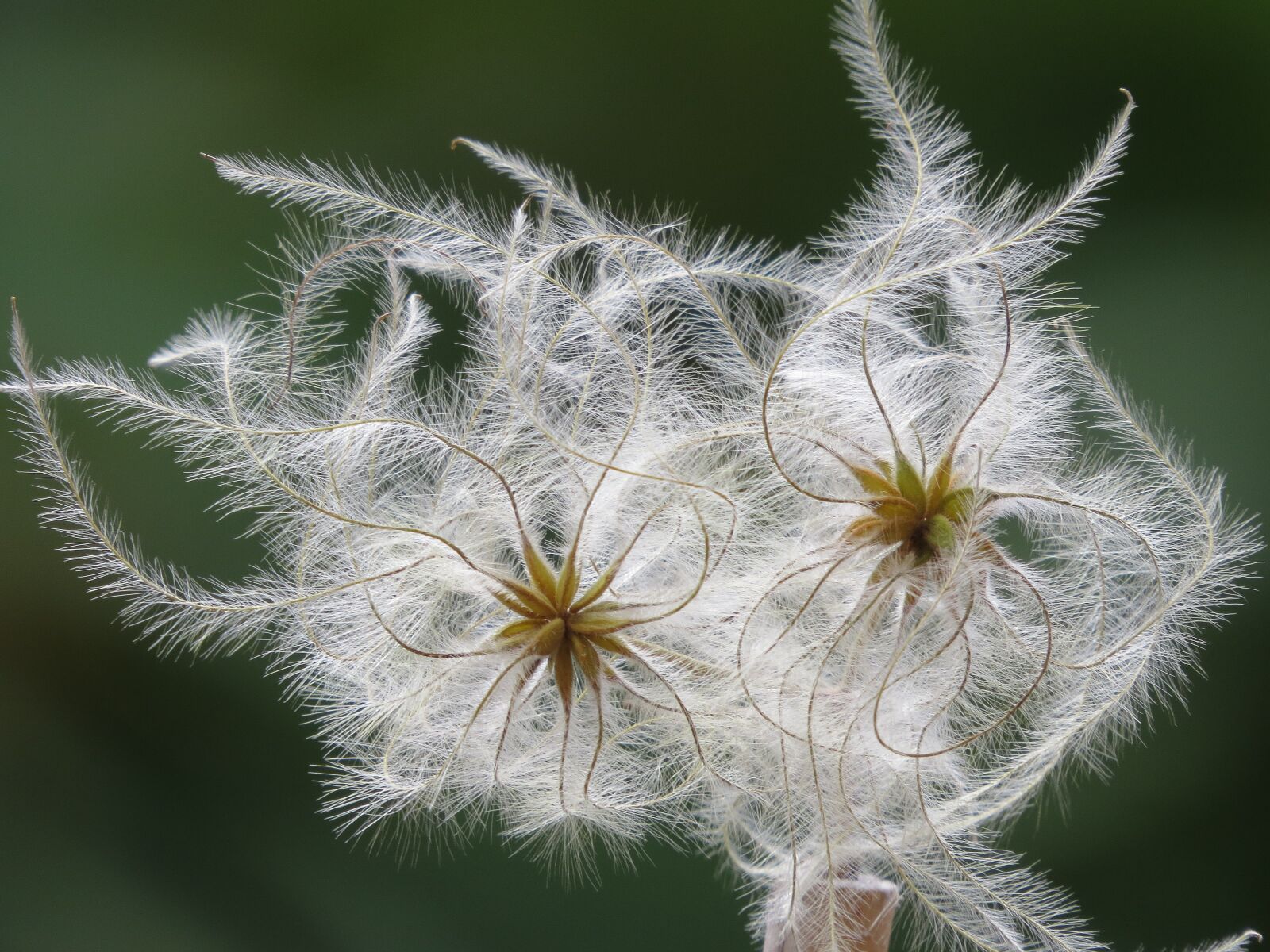 Canon PowerShot SX50 HS sample photo. Fluffy, seeds, clematis photography