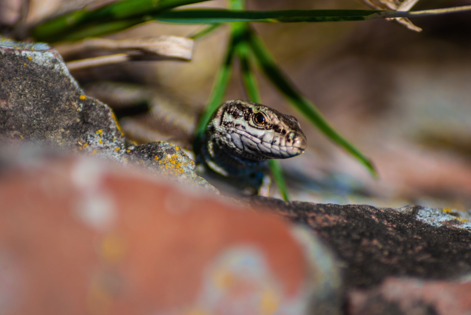 Nikon D60 sample photo. Lizard, reptile, animal photography