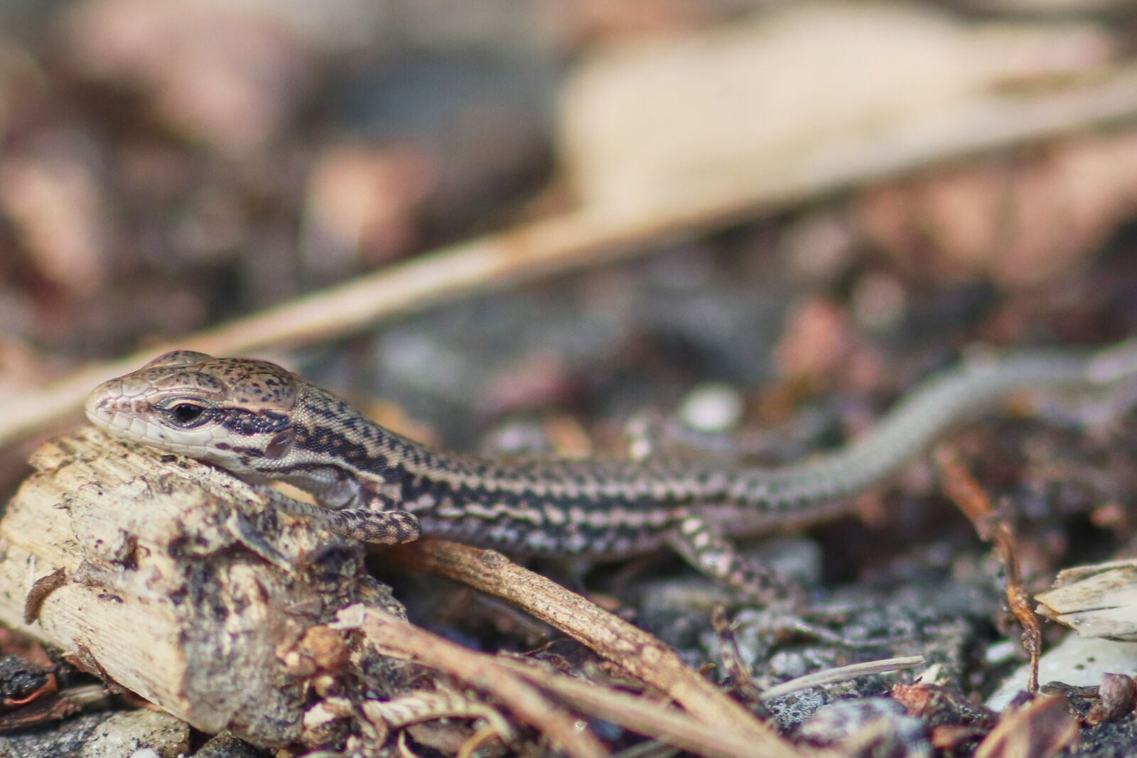 Canon EF 300mm F4L IS USM sample photo. Lizard, baby, reptile photography