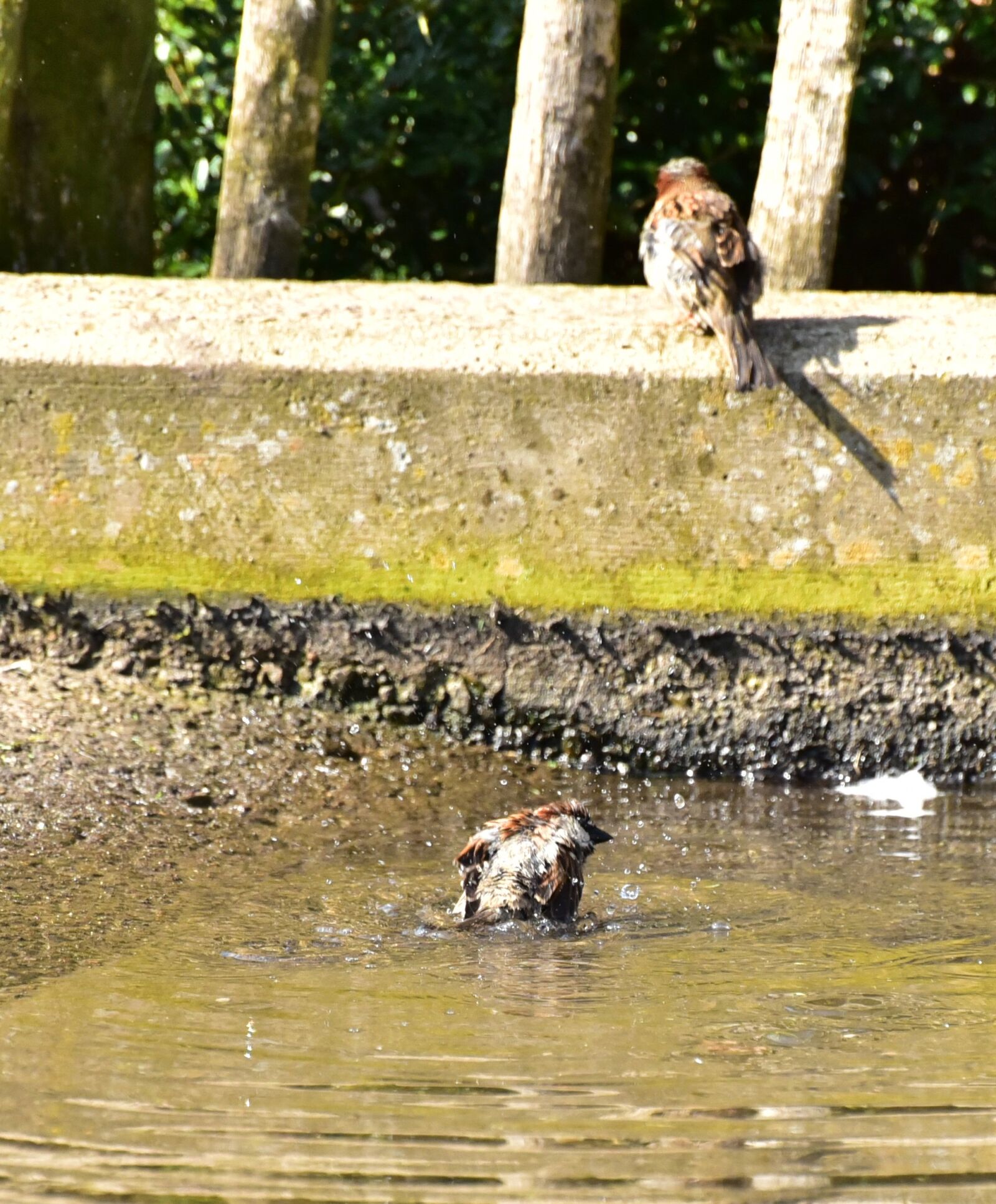 Nikon D750 sample photo. House sparrow, sparrow, water photography