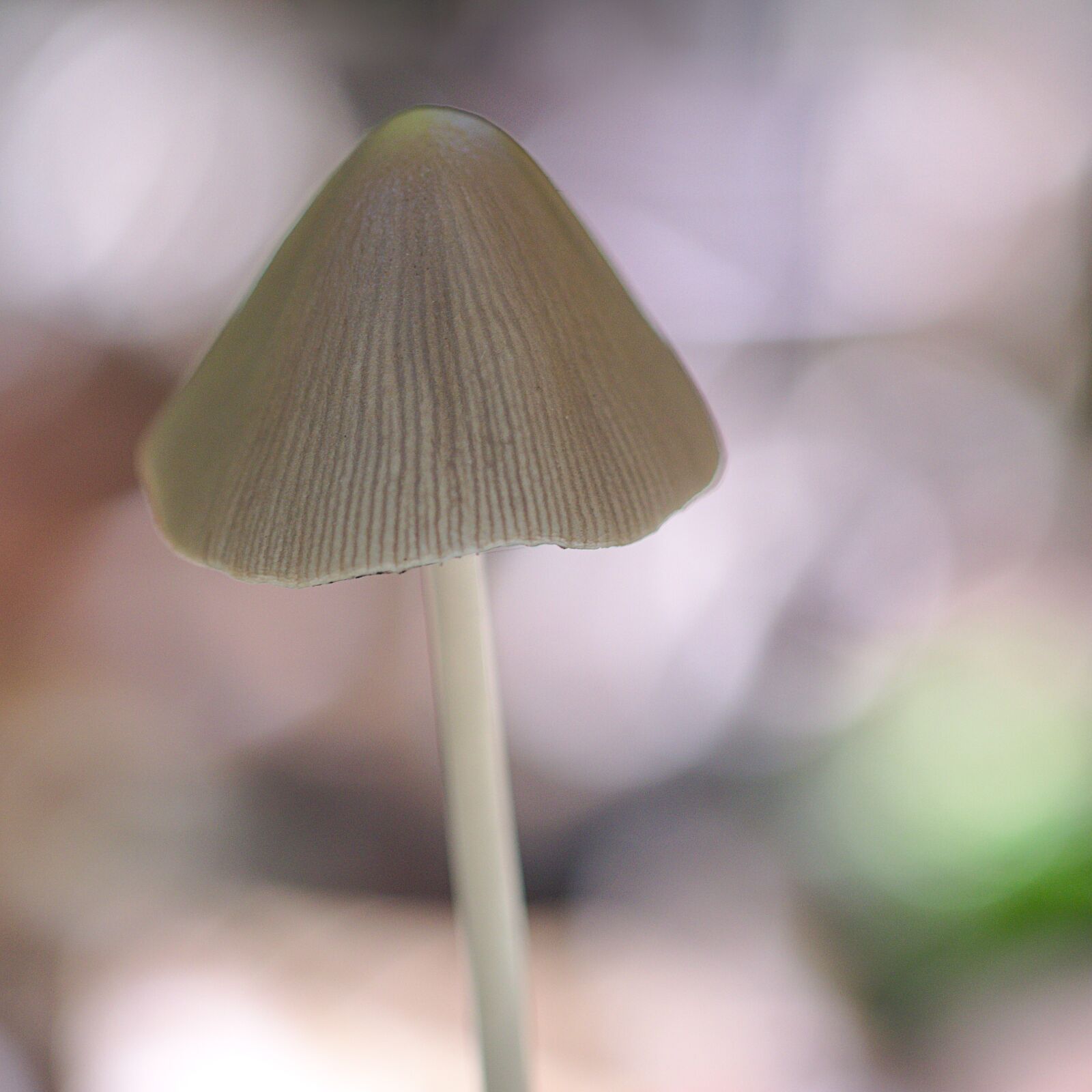 Canon EOS M5 + Canon EF 100mm F2.8L Macro IS USM sample photo. Mushroom, close up, autumn photography