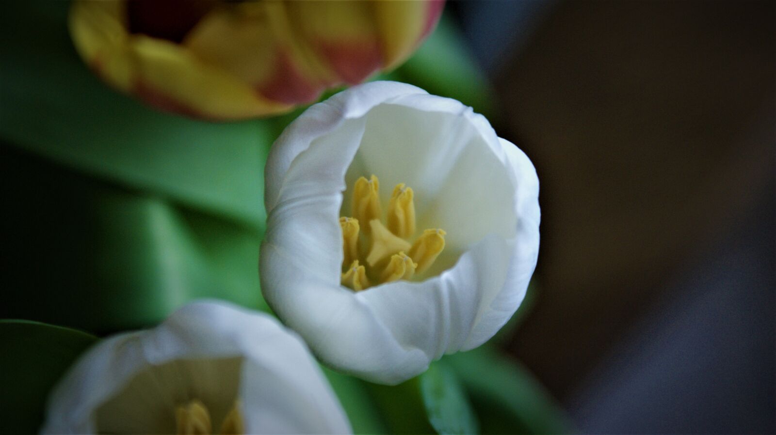Sony Alpha DSLR-A350 sample photo. White tulip, details, flower photography