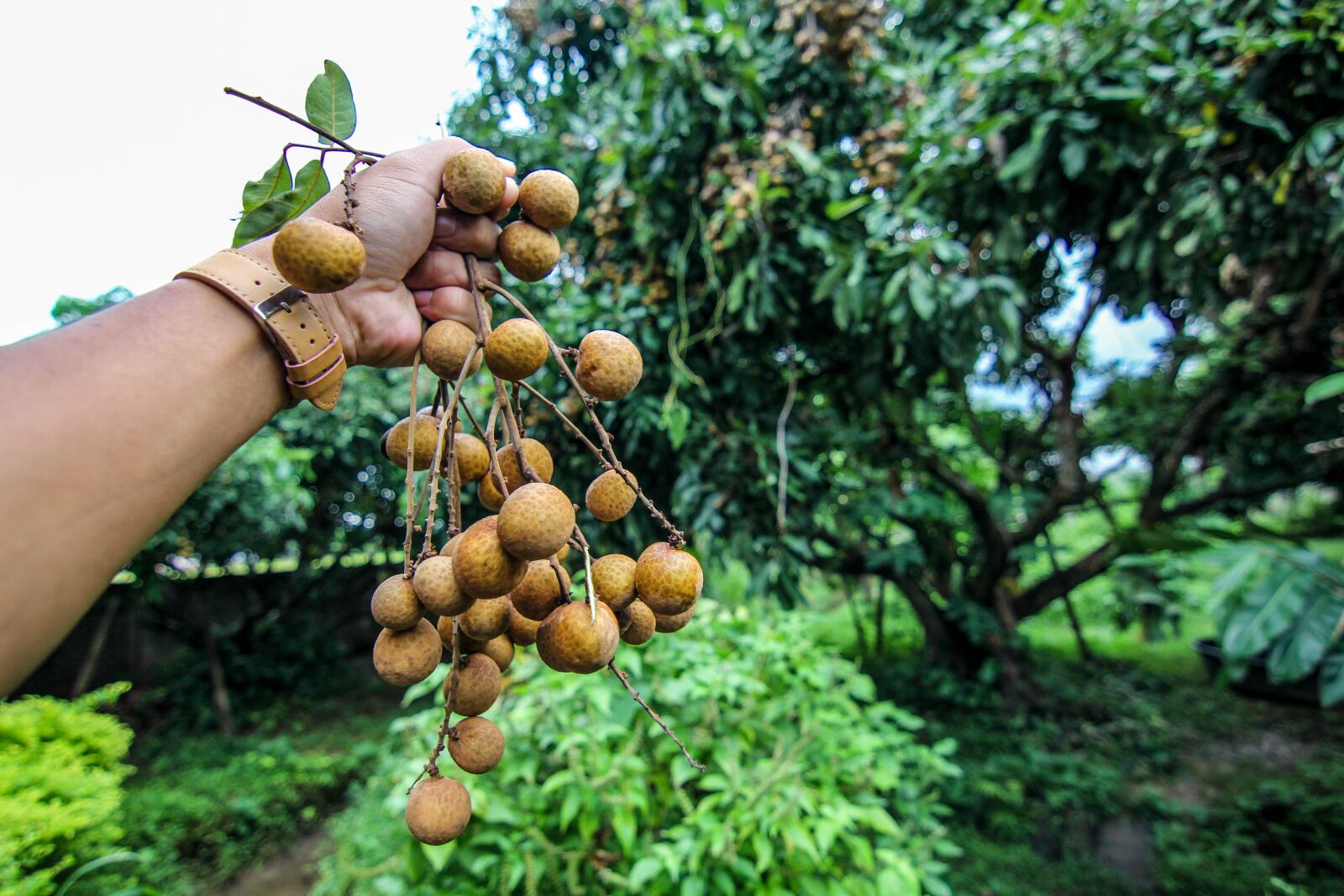 Canon EOS 60D sample photo. Longan, fruit, garden photography