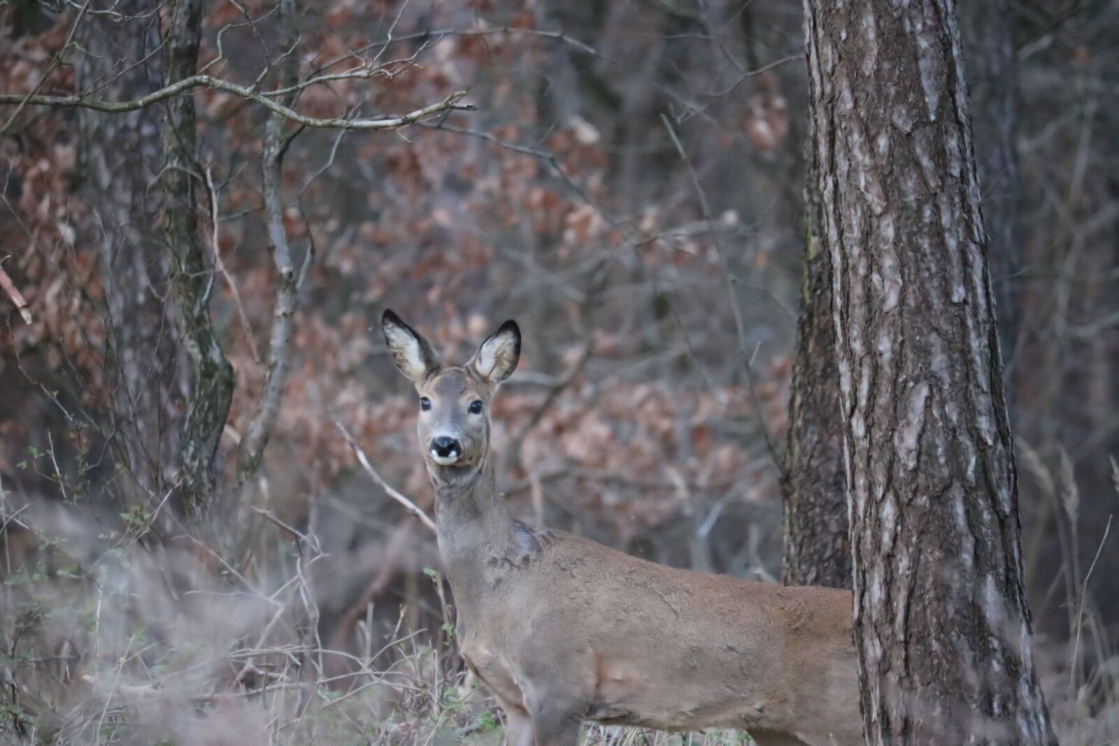 Canon EOS 750D (EOS Rebel T6i / EOS Kiss X8i) sample photo. Roe deer, forest, wild photography