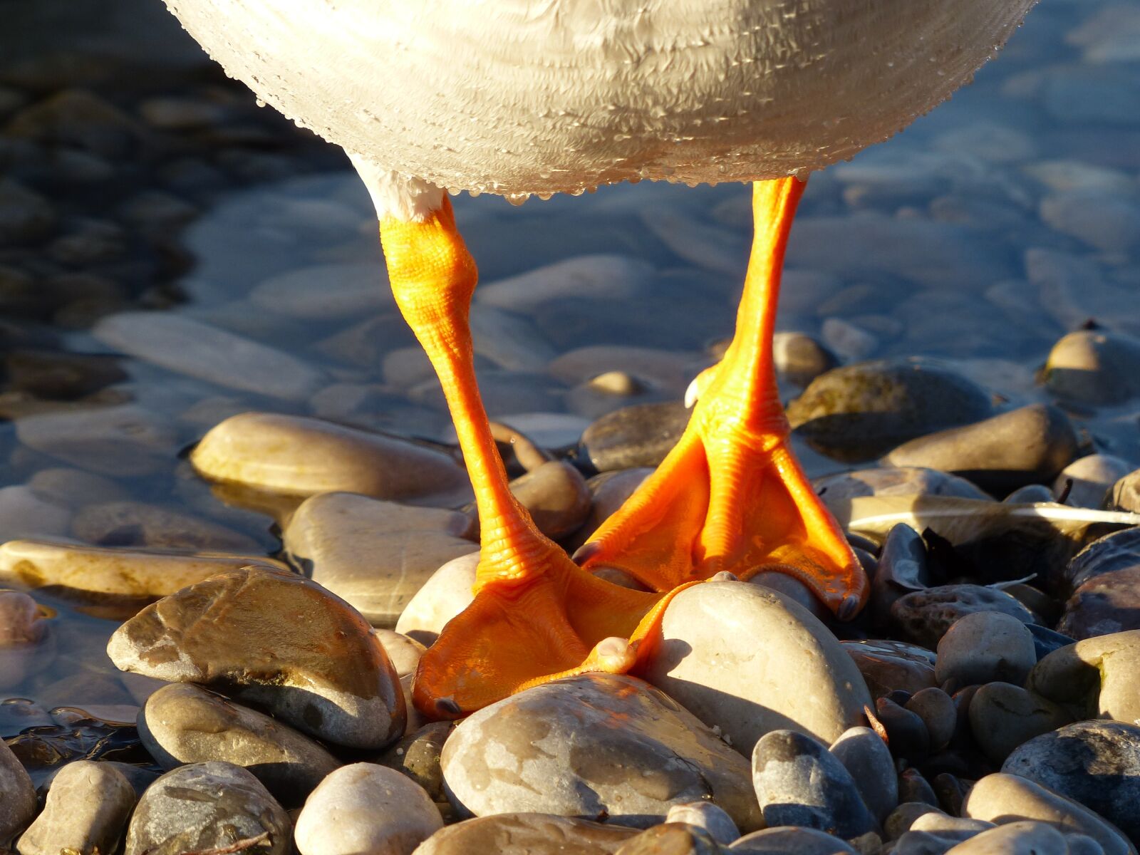 Panasonic Lumix DMC-FZ200 sample photo. Duck, duck feet, feet photography