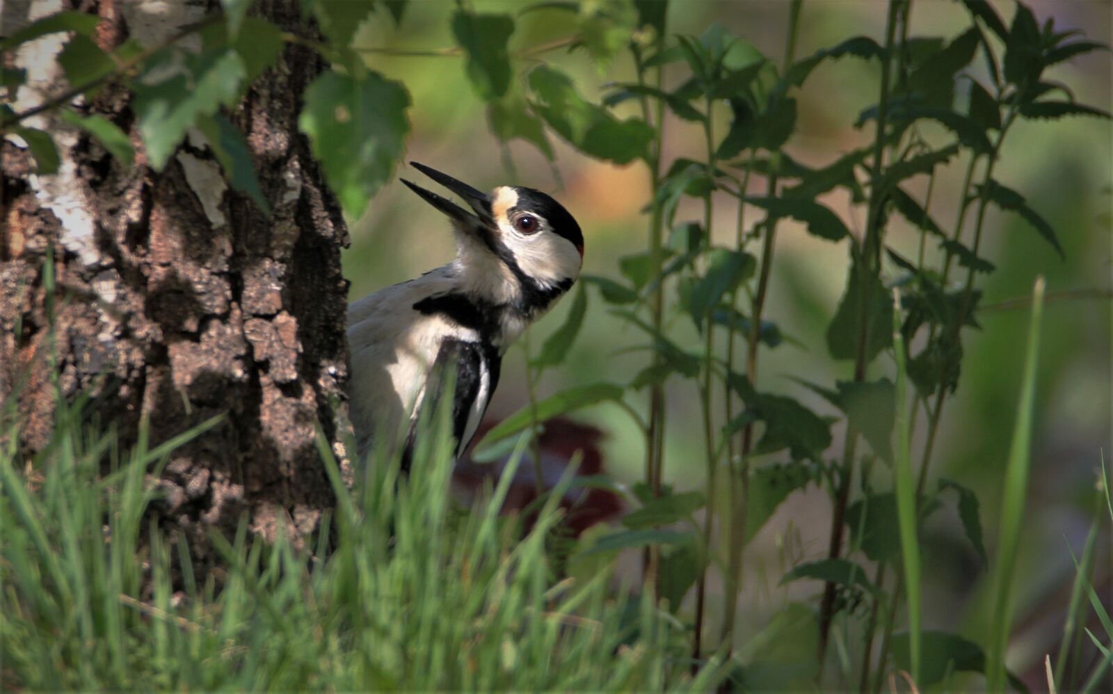Canon EOS 7D sample photo. Great spotted woodpecker, male photography
