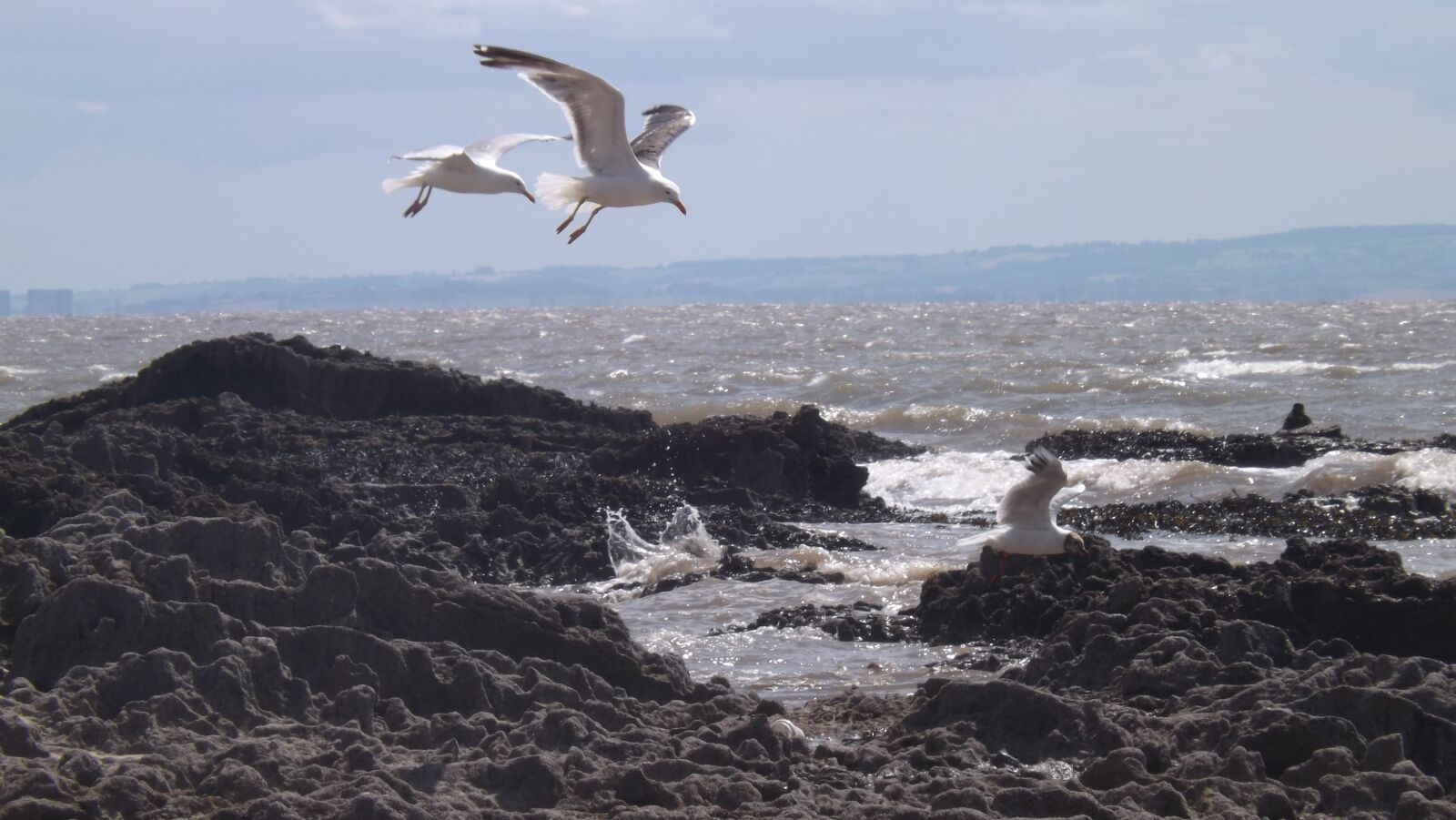 Fujifilm FinePix S4400 sample photo. Seagull, ocean, rocks photography