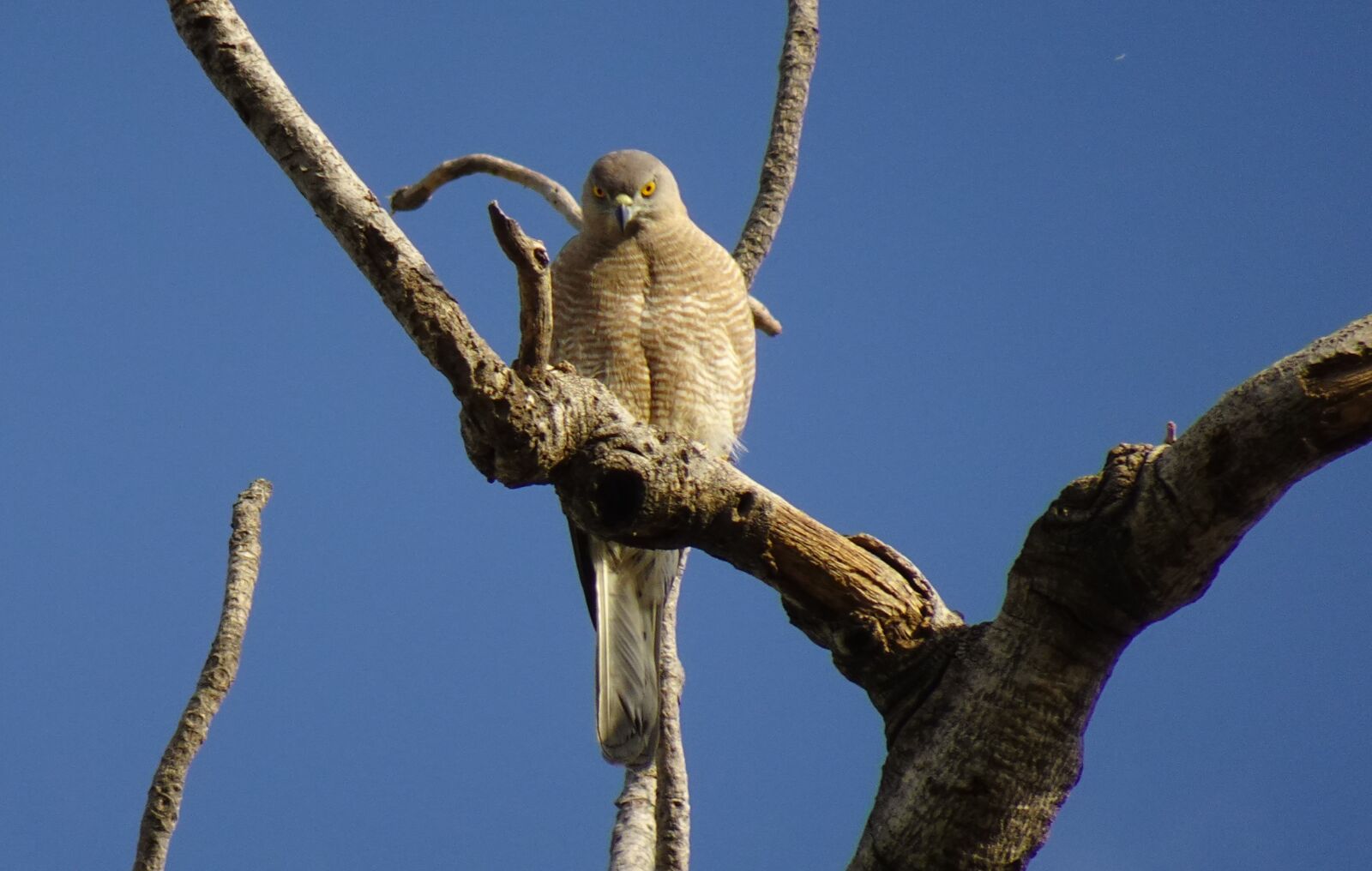 Sony DSC-WX800 sample photo. Bird, shikra, accipiter badius photography
