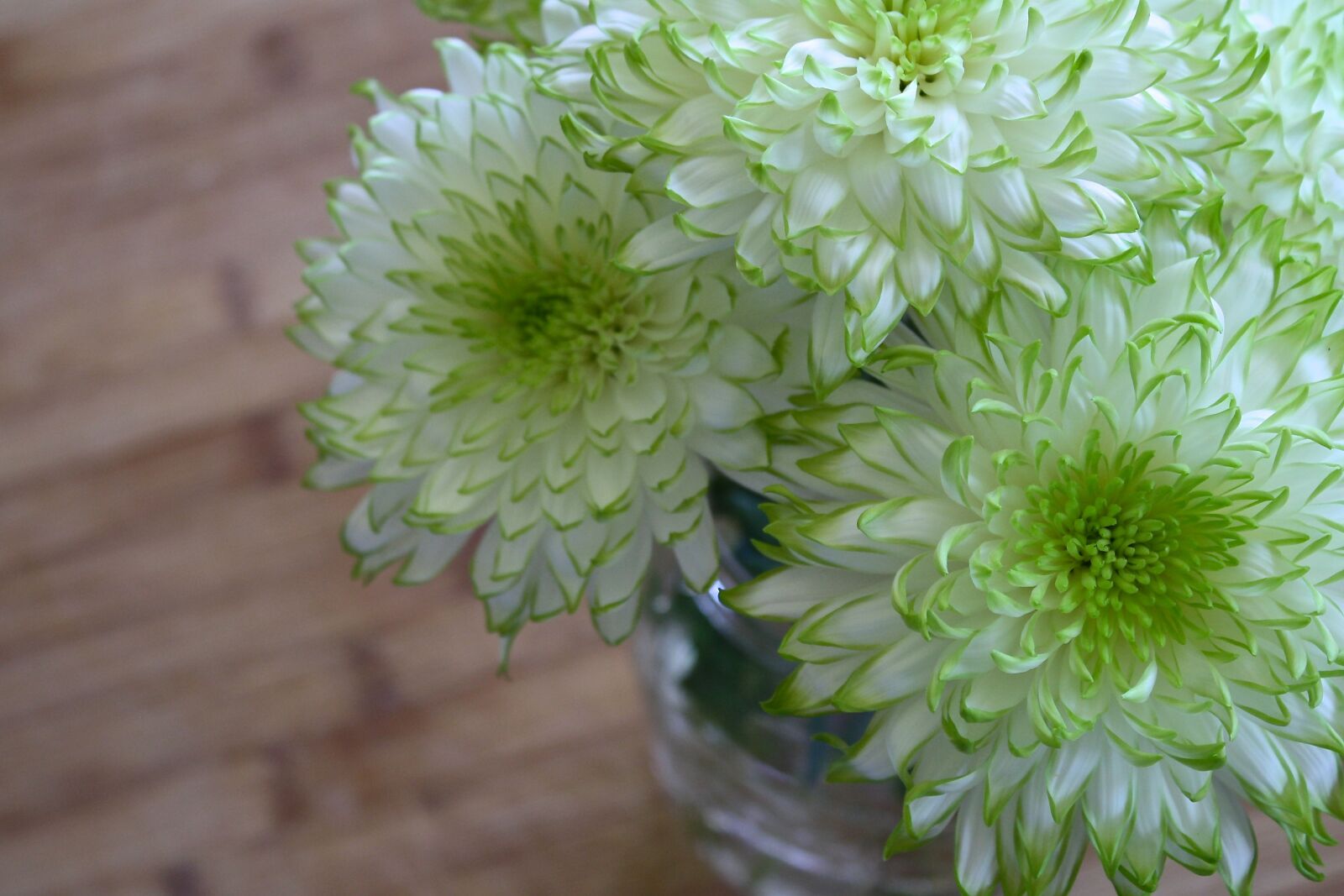 Canon EOS 1000D (EOS Digital Rebel XS / EOS Kiss F) sample photo. Flowers, white, green photography