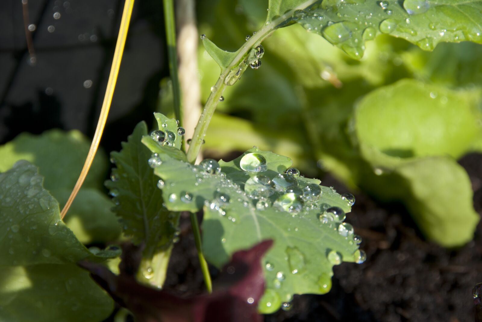 Nikon D80 sample photo. Drop, cabbage, sheet photography