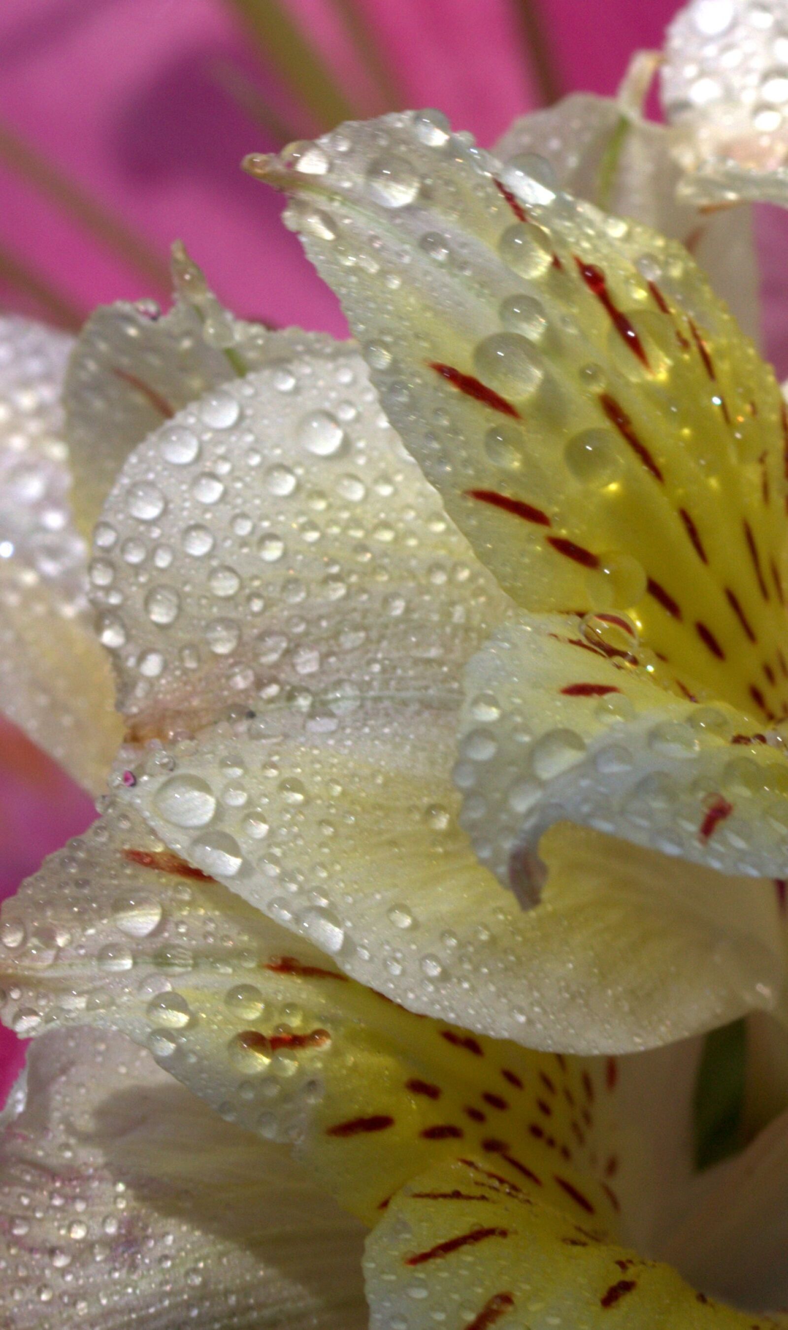 Canon EOS 700D (EOS Rebel T5i / EOS Kiss X7i) sample photo. Petals, wet, yellow photography