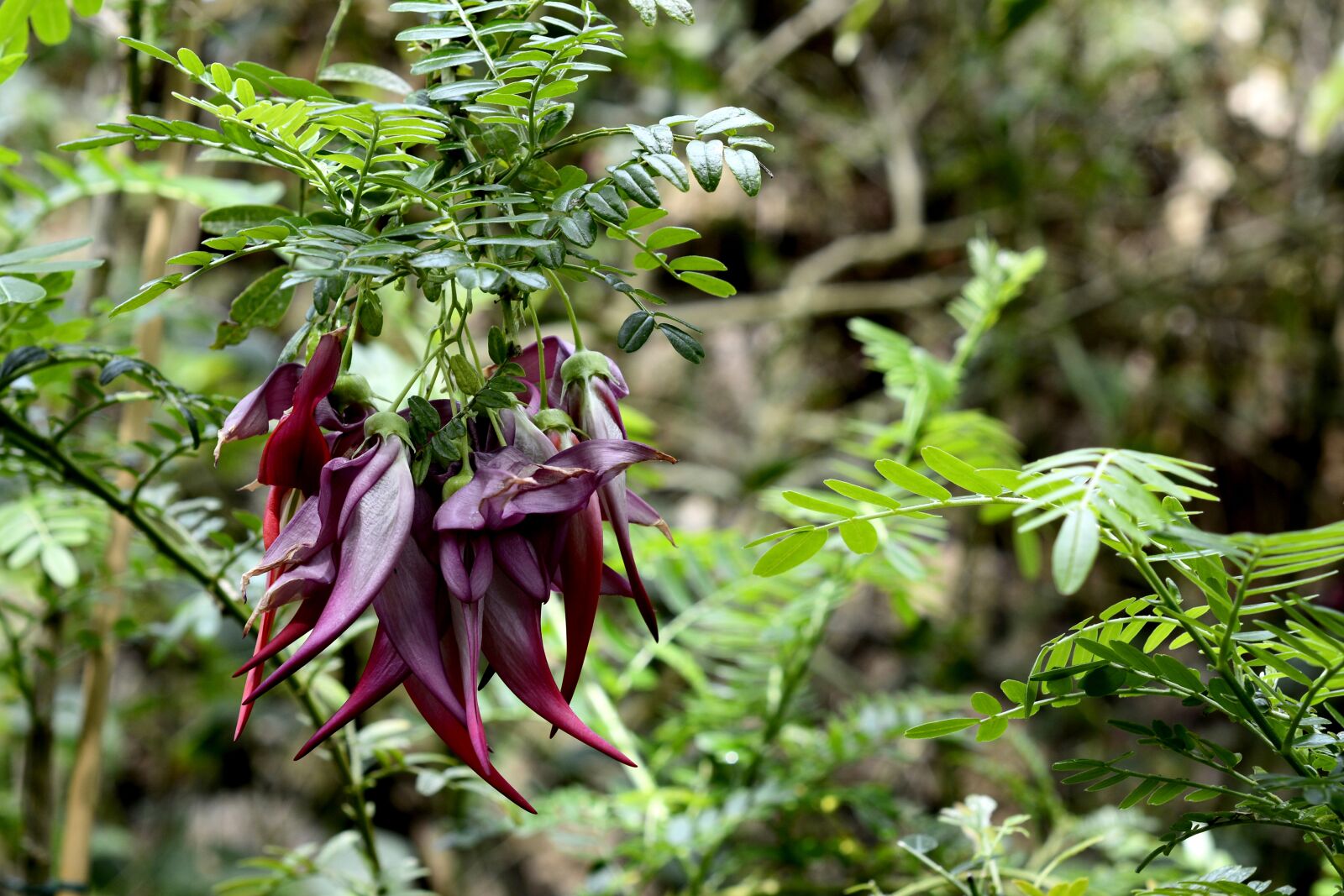 Nikon D7100 sample photo. Plant, parrot beak, nature photography