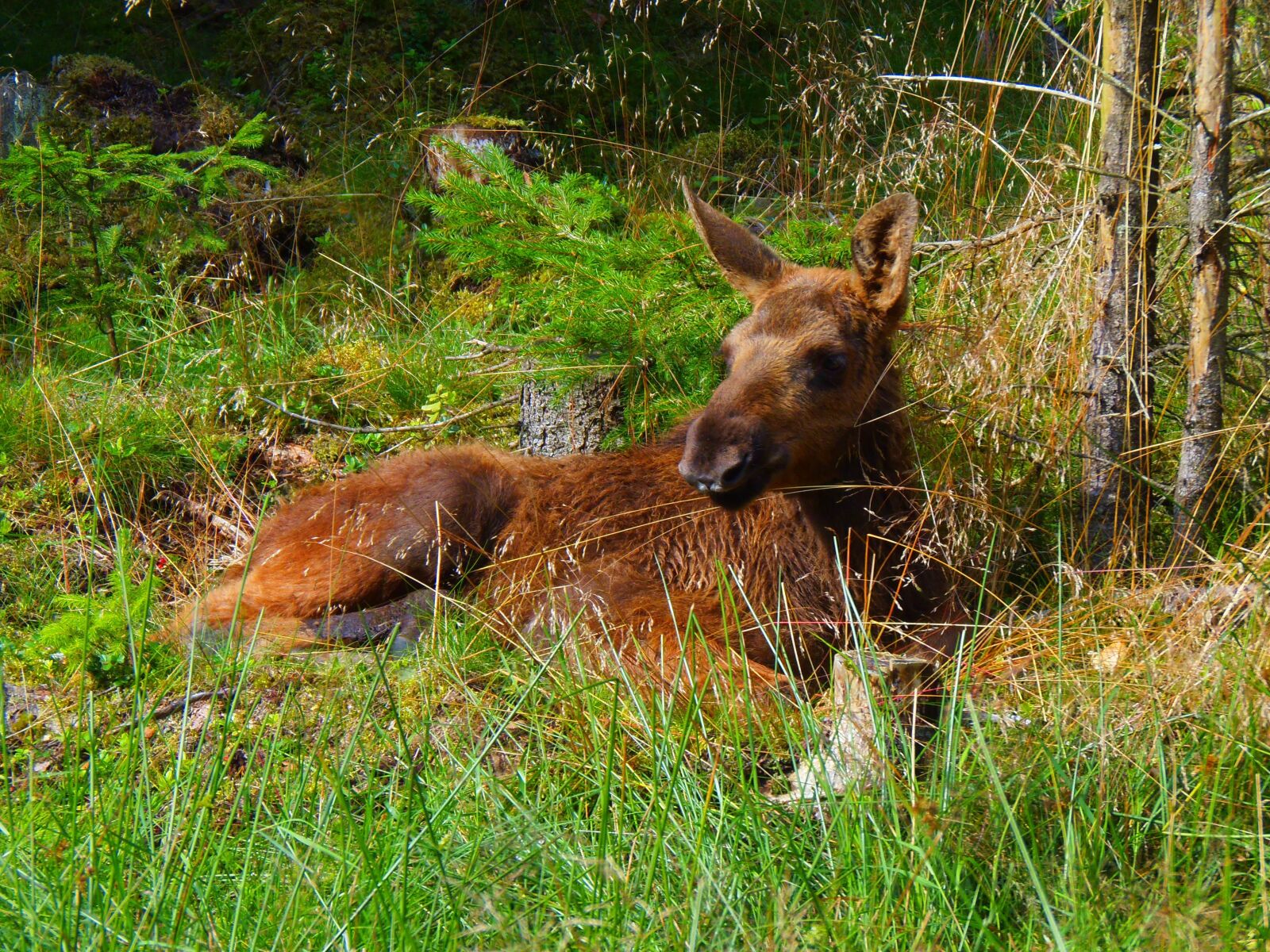 Olympus SP-810UZ sample photo. Animals, moose, wildlife photography