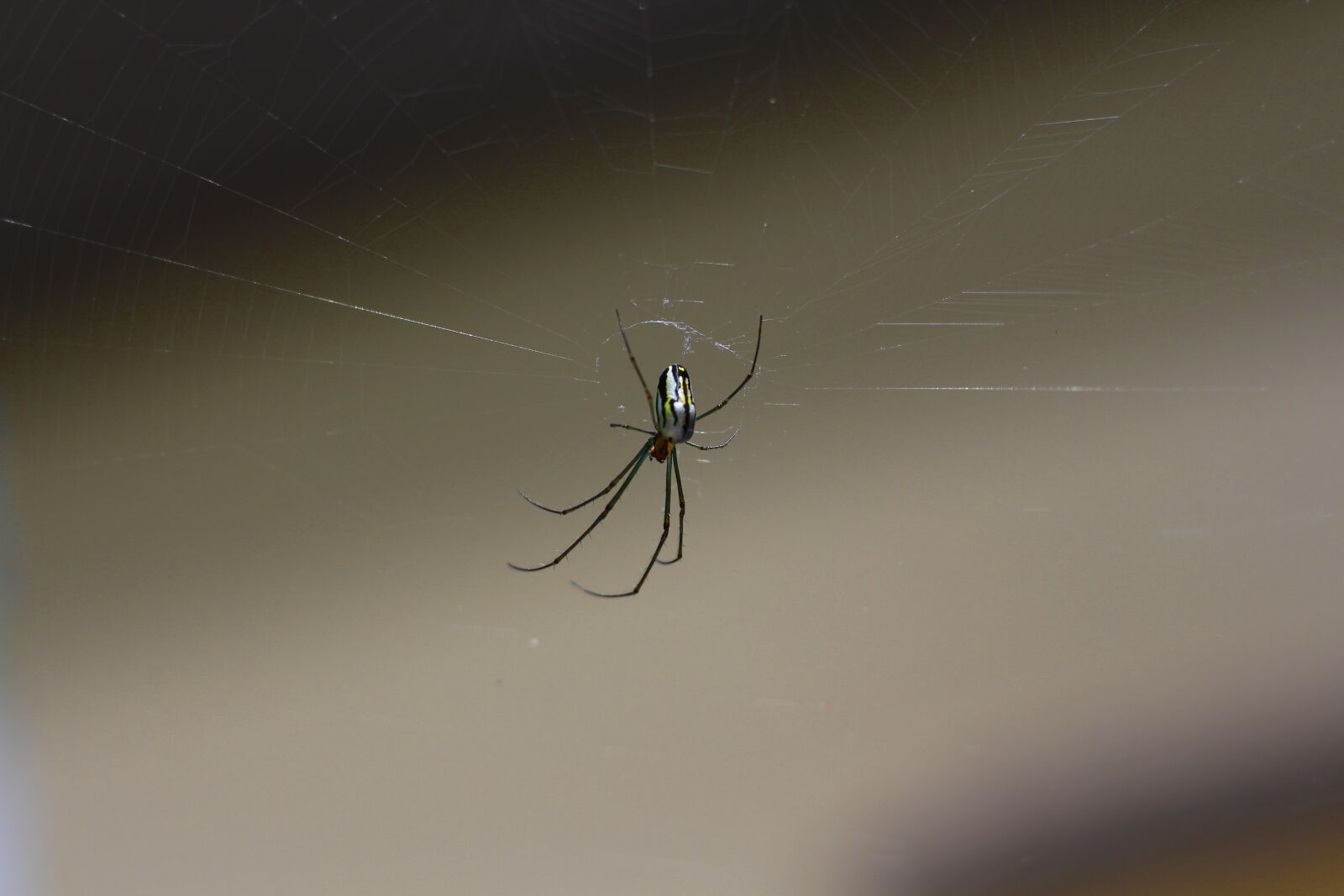Canon EOS 700D (EOS Rebel T5i / EOS Kiss X7i) sample photo. Spider, web, cobweb photography