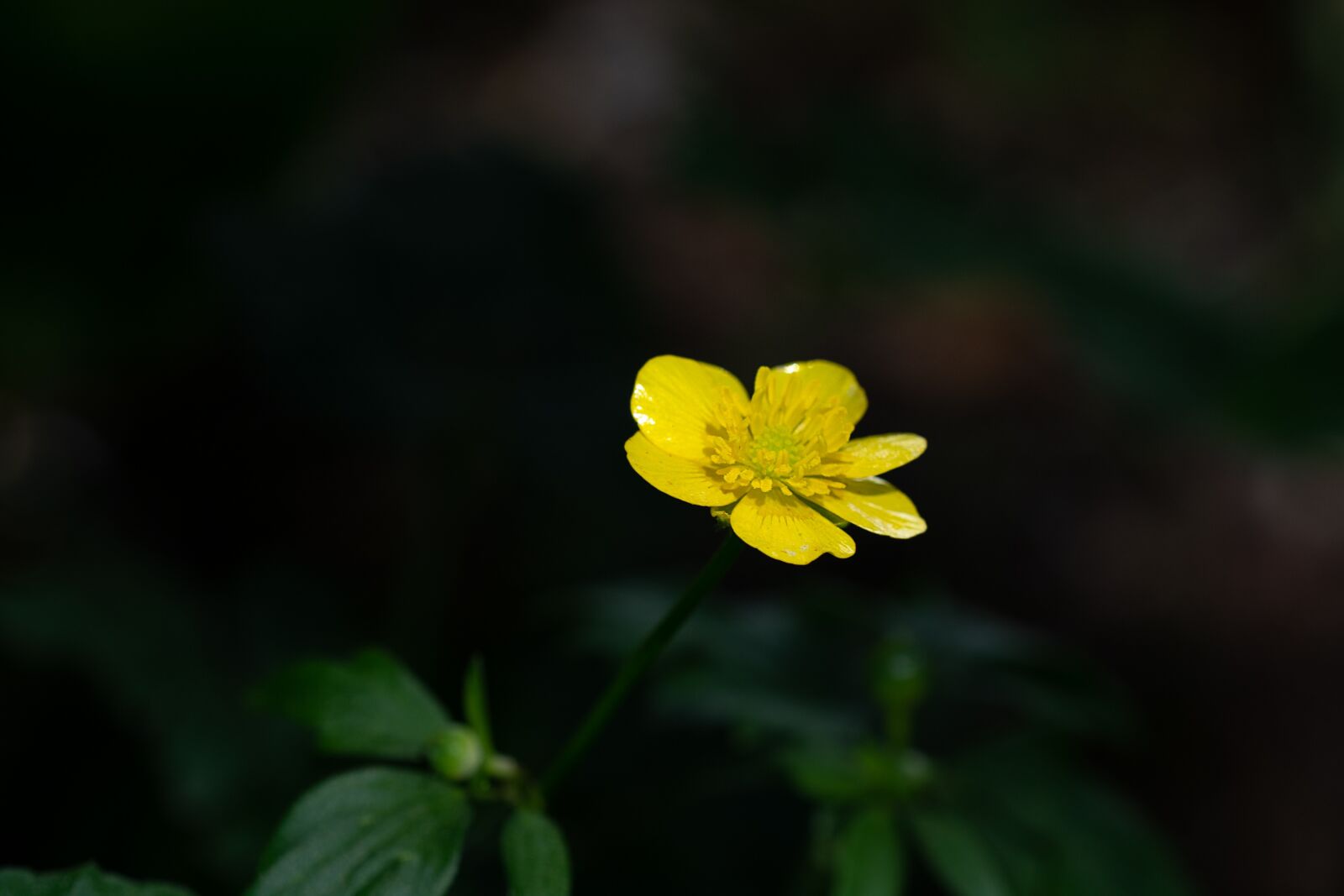 Nikon D7100 sample photo. Flower, yellow, buttercup photography