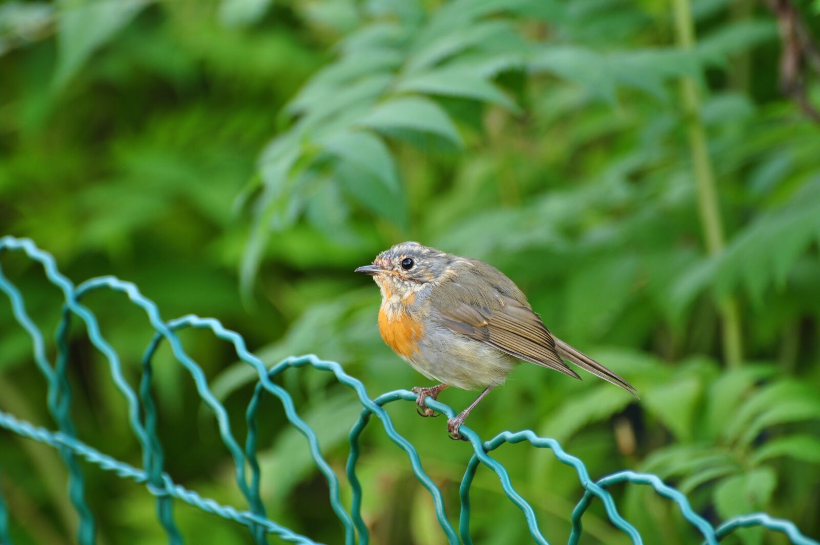Nikon D90 sample photo. Bird, fence, animal photography