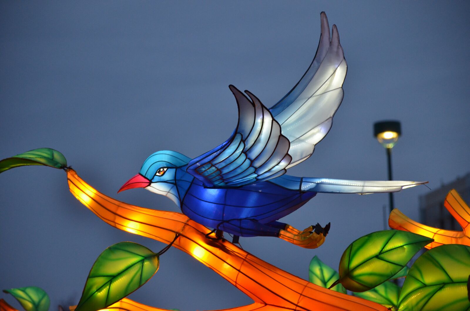 Nikon D7000 sample photo. Blue bird, social distancing photography