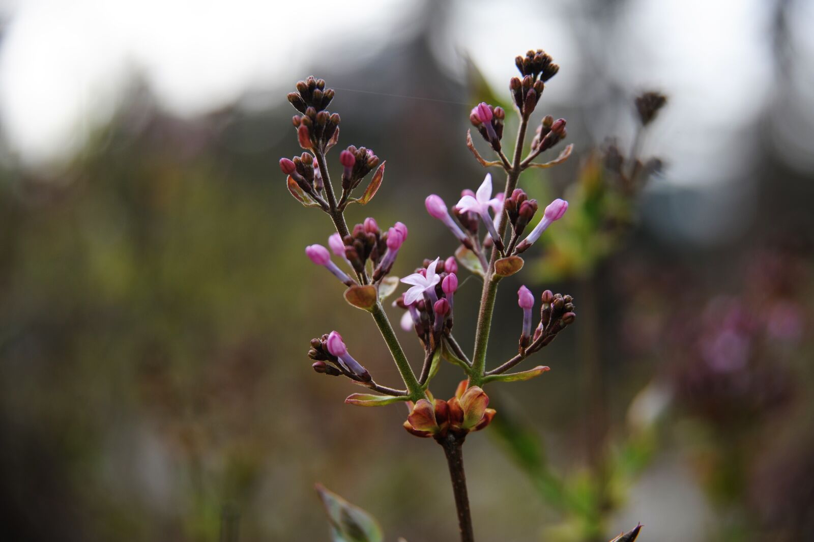 Nikon D700 sample photo. Ding flowers, bud, plant photography