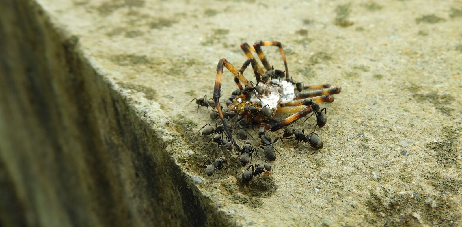 Nikon Coolpix B700 sample photo. Work, insects, macro spider photography