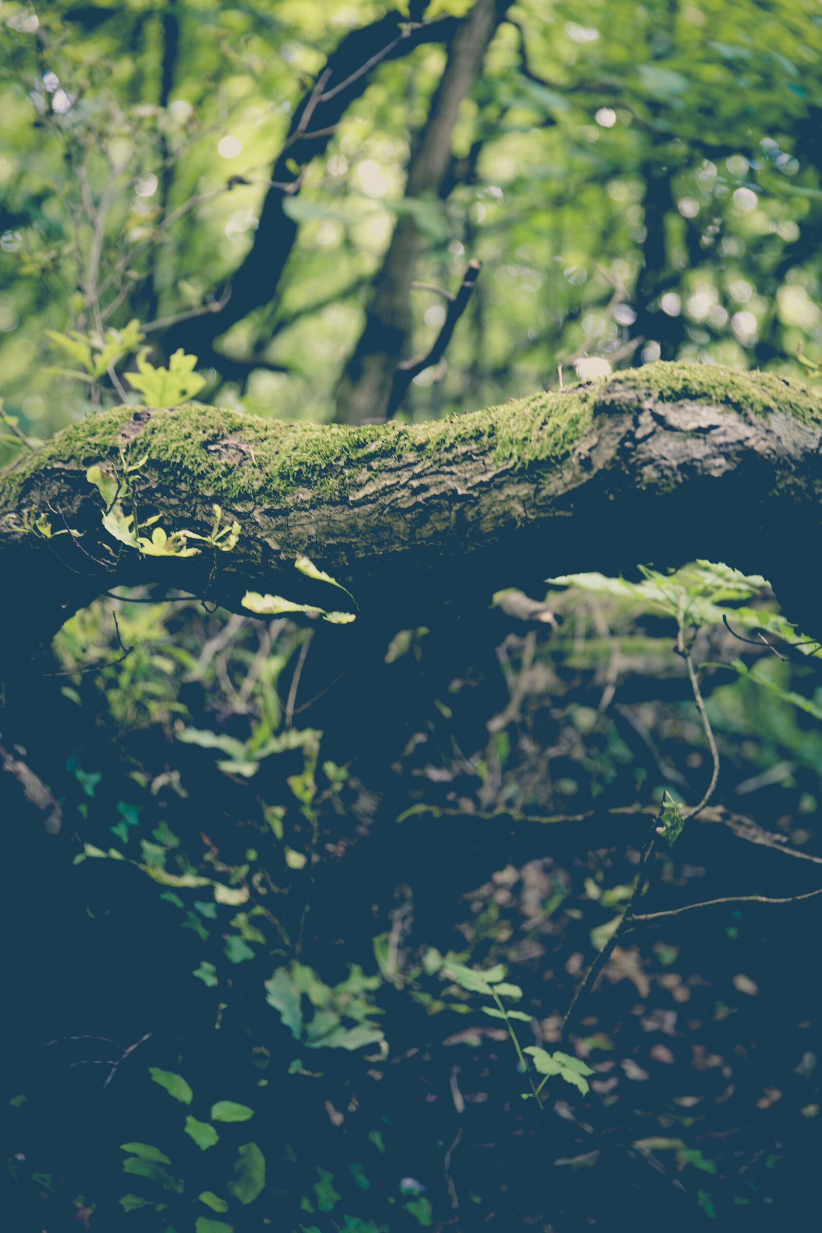 Canon EF 24-70mm F2.8L II USM sample photo. Moss, forest, mushrooms photography