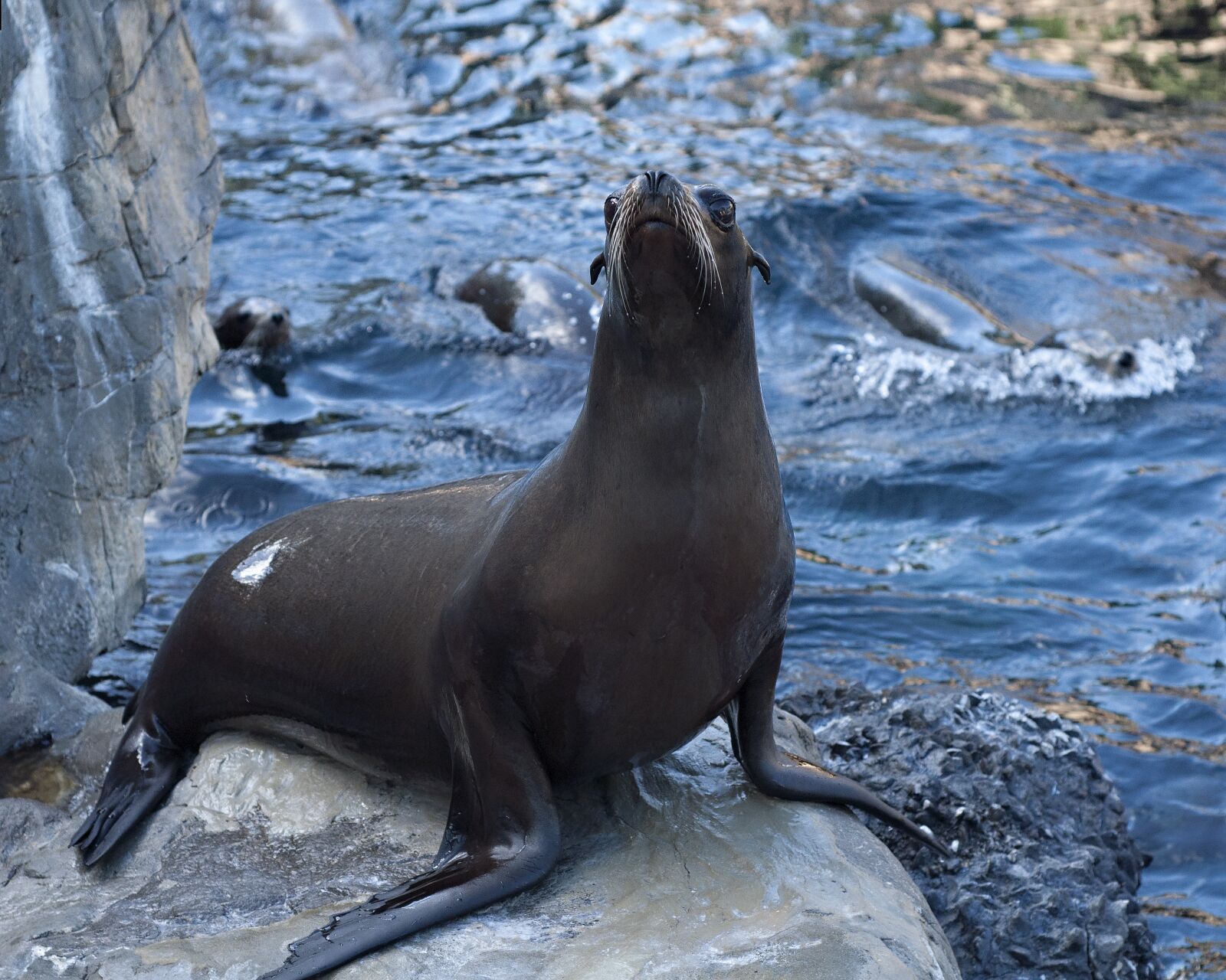 Nikon D90 sample photo. Sea lion, ocean, young photography