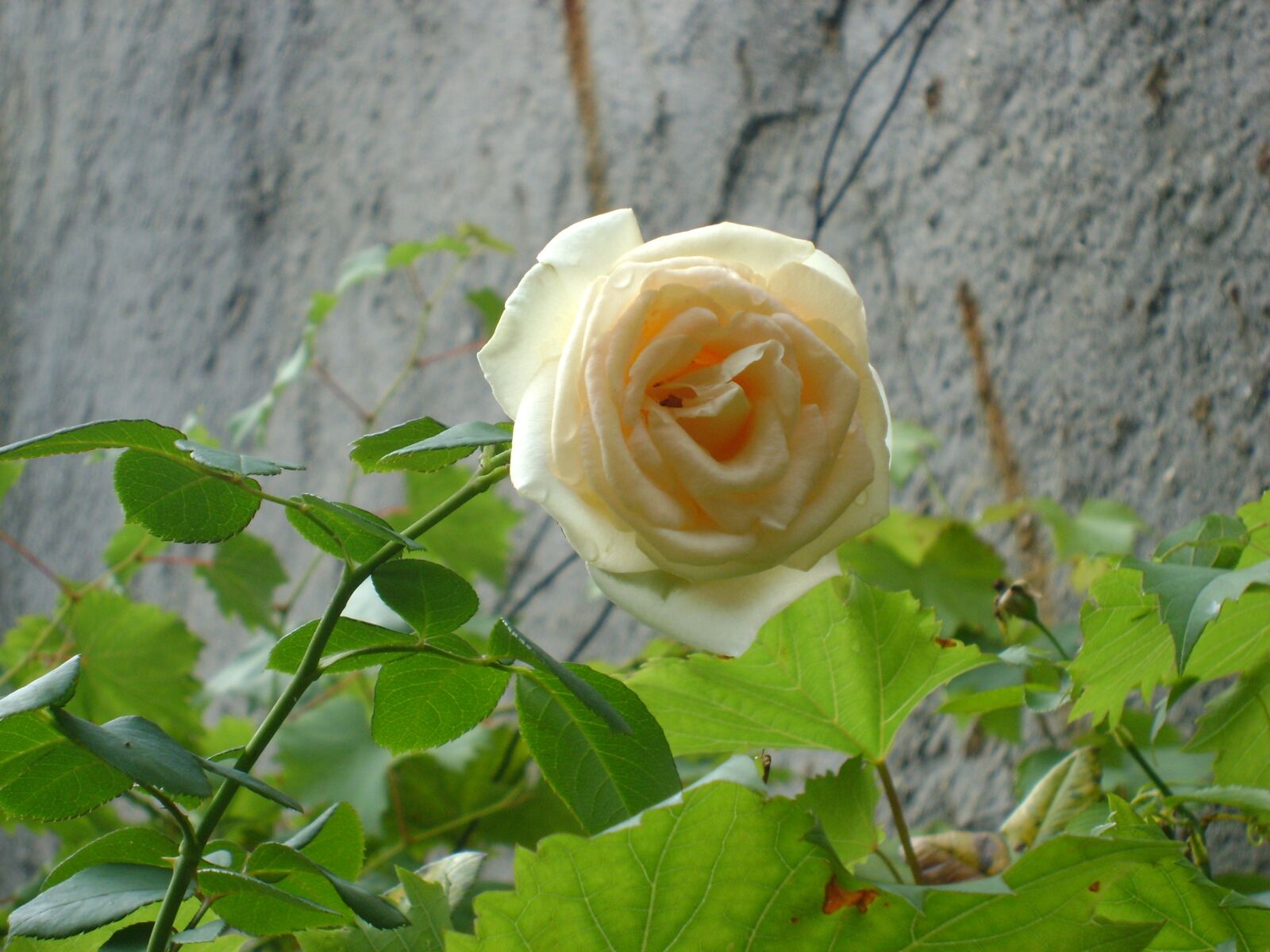 Sony DSC-S730 sample photo. Rosa, flor, natureza photography