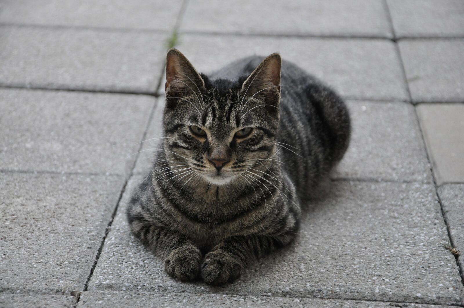 Nikon D90 sample photo. Cat, gray, cute photography