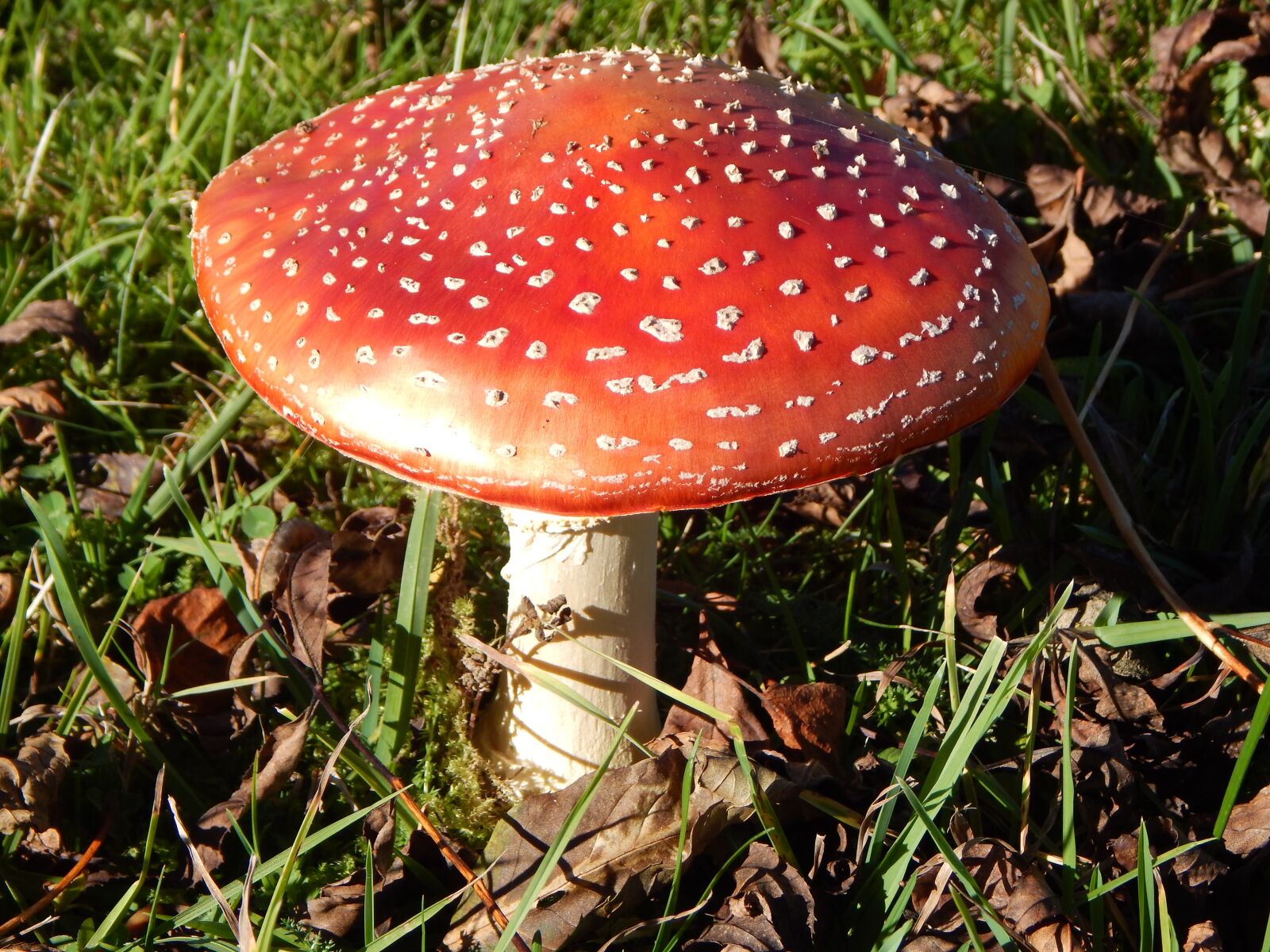 Nikon Coolpix L830 sample photo. Fly agaric, autumn, mushroom photography