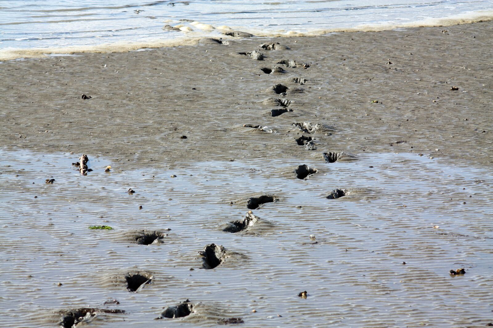 Canon EOS 450D (EOS Rebel XSi / EOS Kiss X2) sample photo. Wadden sea, footprints, north photography