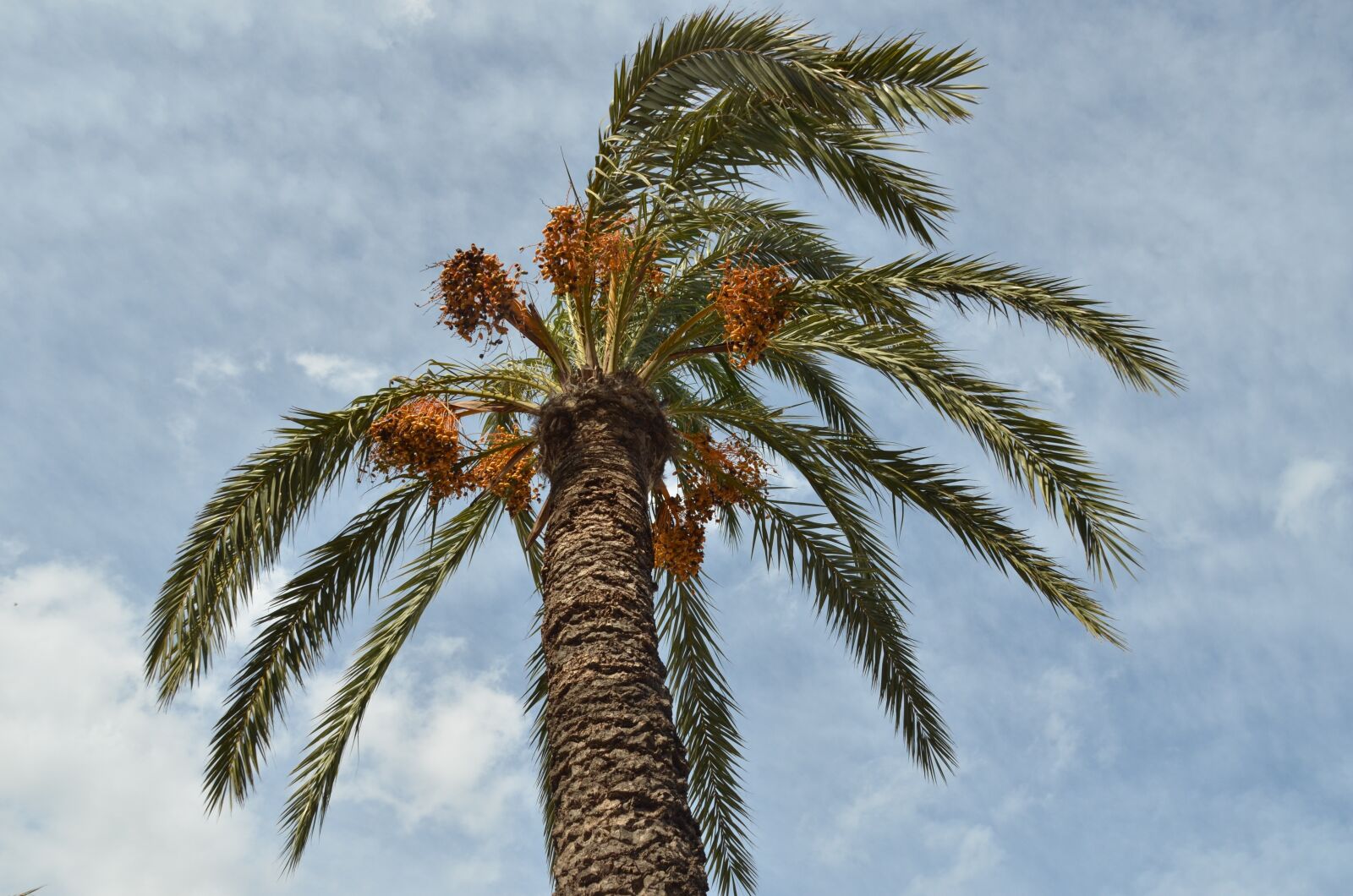 Nikon D7000 sample photo. Palm, date-palm, palm tree photography