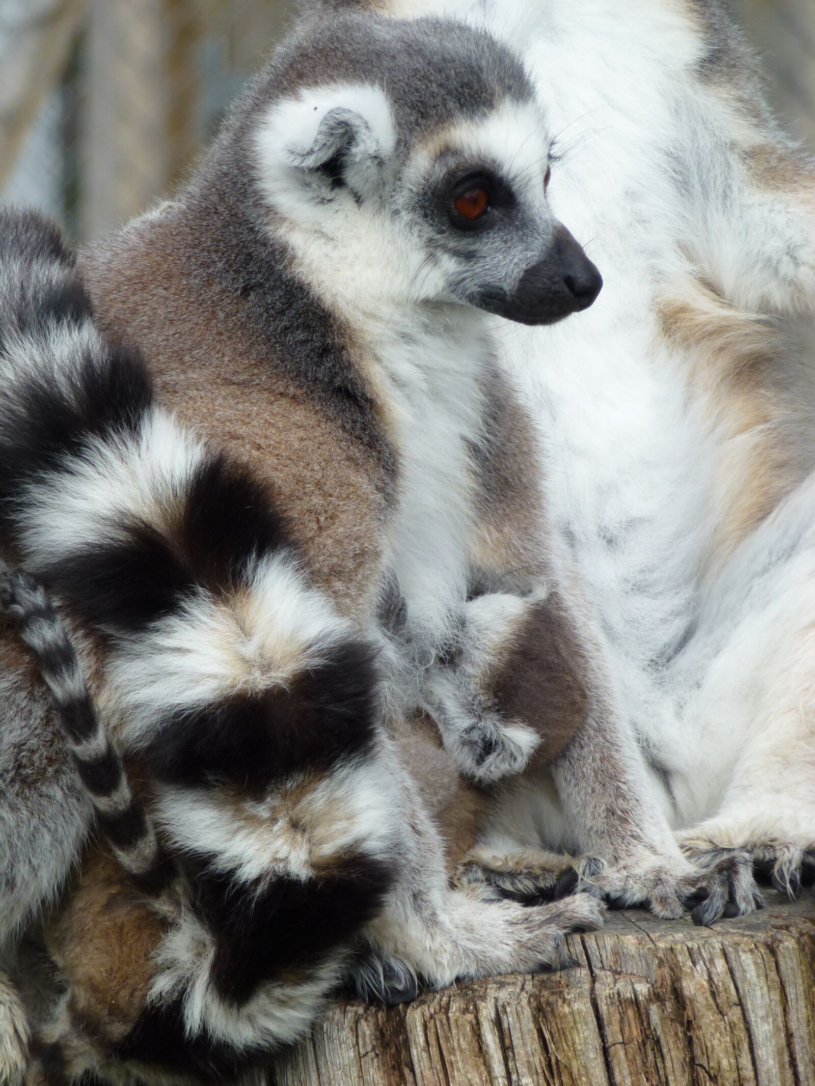 Panasonic Lumix DMC-ZS10 (Lumix DMC-TZ20 / Lumix DMC-TZ22) sample photo. Longleat, lemur's, mother and photography