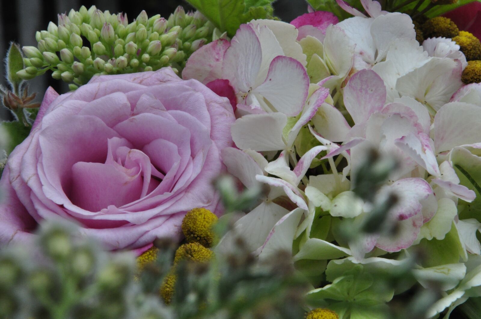 Nikon D5000 sample photo. Rose, bouquet, mother's day photography