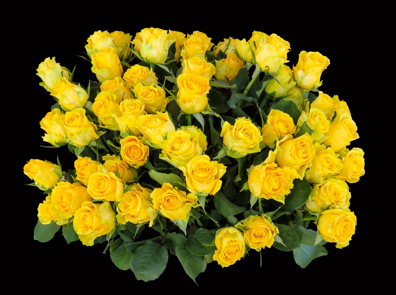 Canon PowerShot SX710 HS sample photo. Emotions, roses, birthday photography